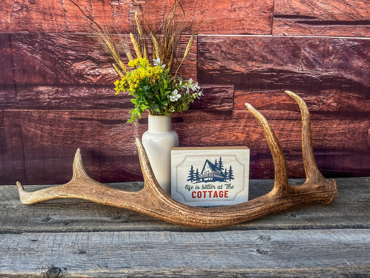 Antler from a Wild Canadian Bull Elk! Home and Cabin Decor, Crafting and Table Centerpiece.
