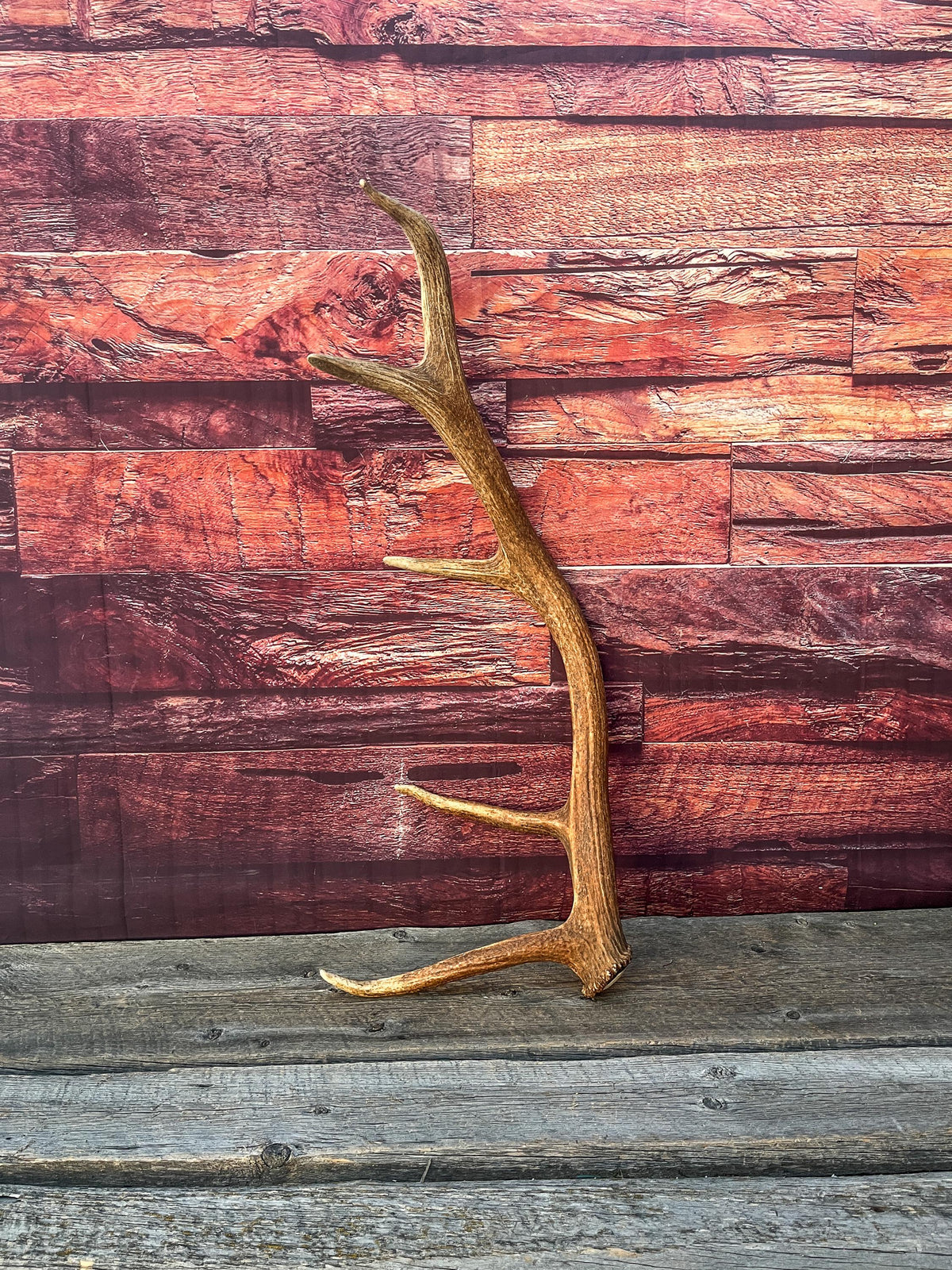 Antler from a Wild Canadian Bull Elk! Home and Cabin Decor, Crafting and Table Centerpiece.