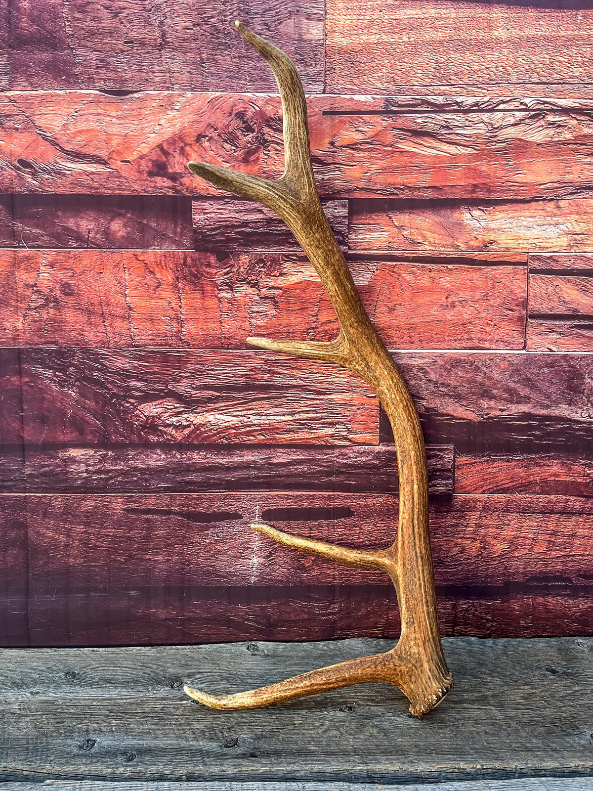 Antler from a Wild Canadian Bull Elk! Home and Cabin Decor, Crafting and Table Centerpiece.