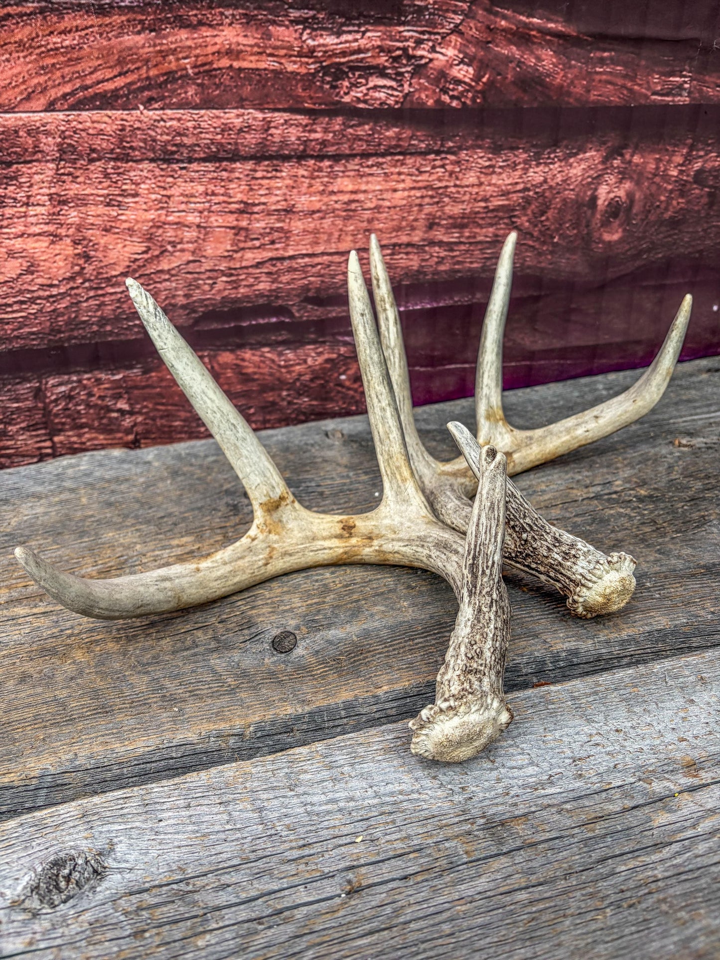 Deer Antlers - Matching Set of White-tailed Deer Antlers. Canadian Buck. Crafting, Decor and More.
