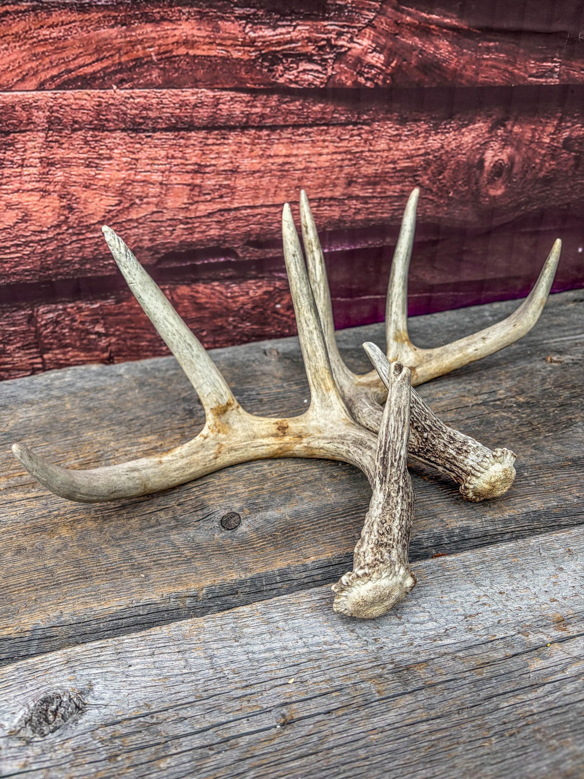 Deer Antlers - Matching Set of White-tailed Deer Antlers. Canadian Buck. Crafting, Decor and More.