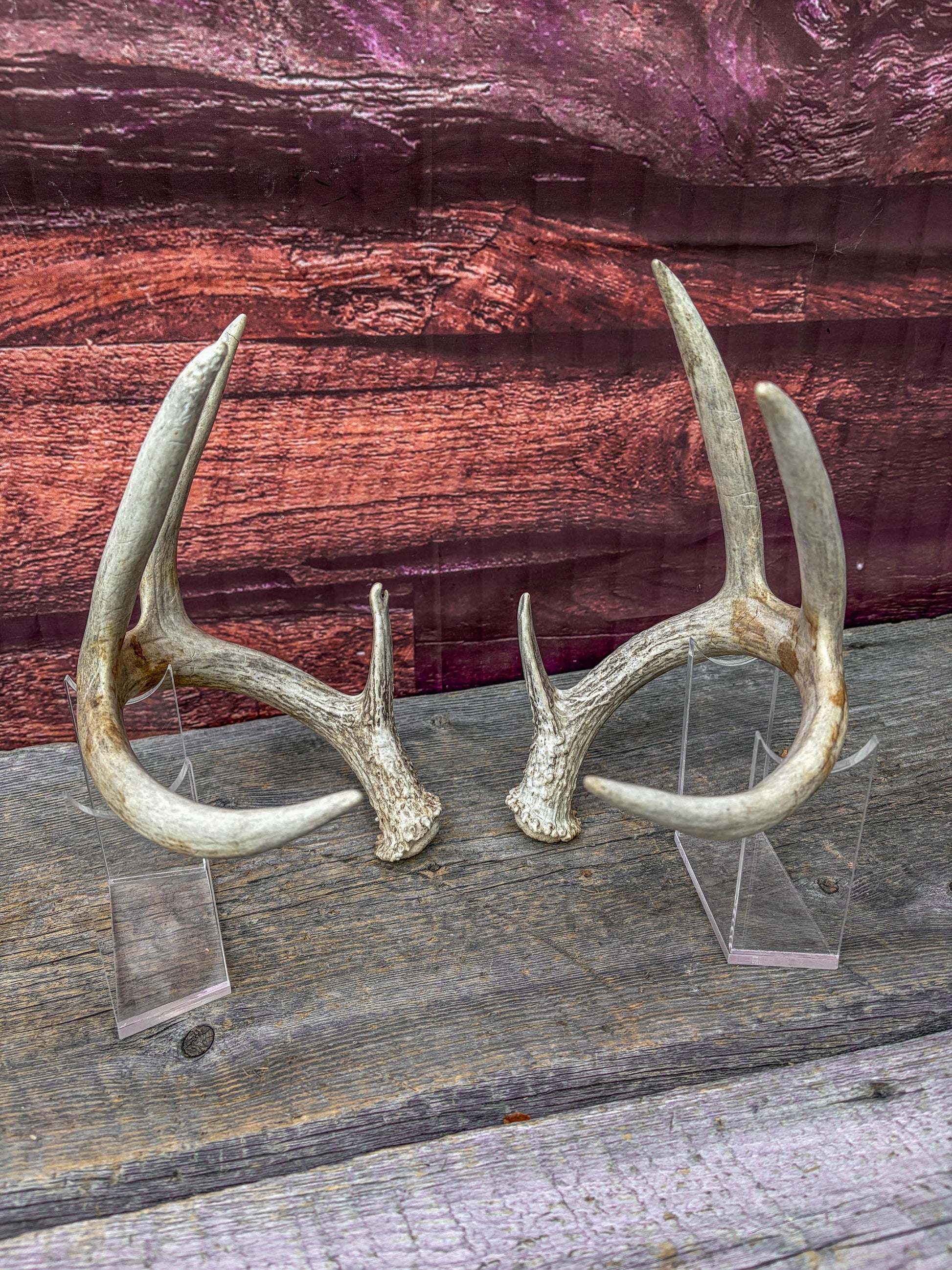 Deer Antlers - Matching Set of White-tailed Deer Antlers. Canadian Buck. Crafting, Decor and More.