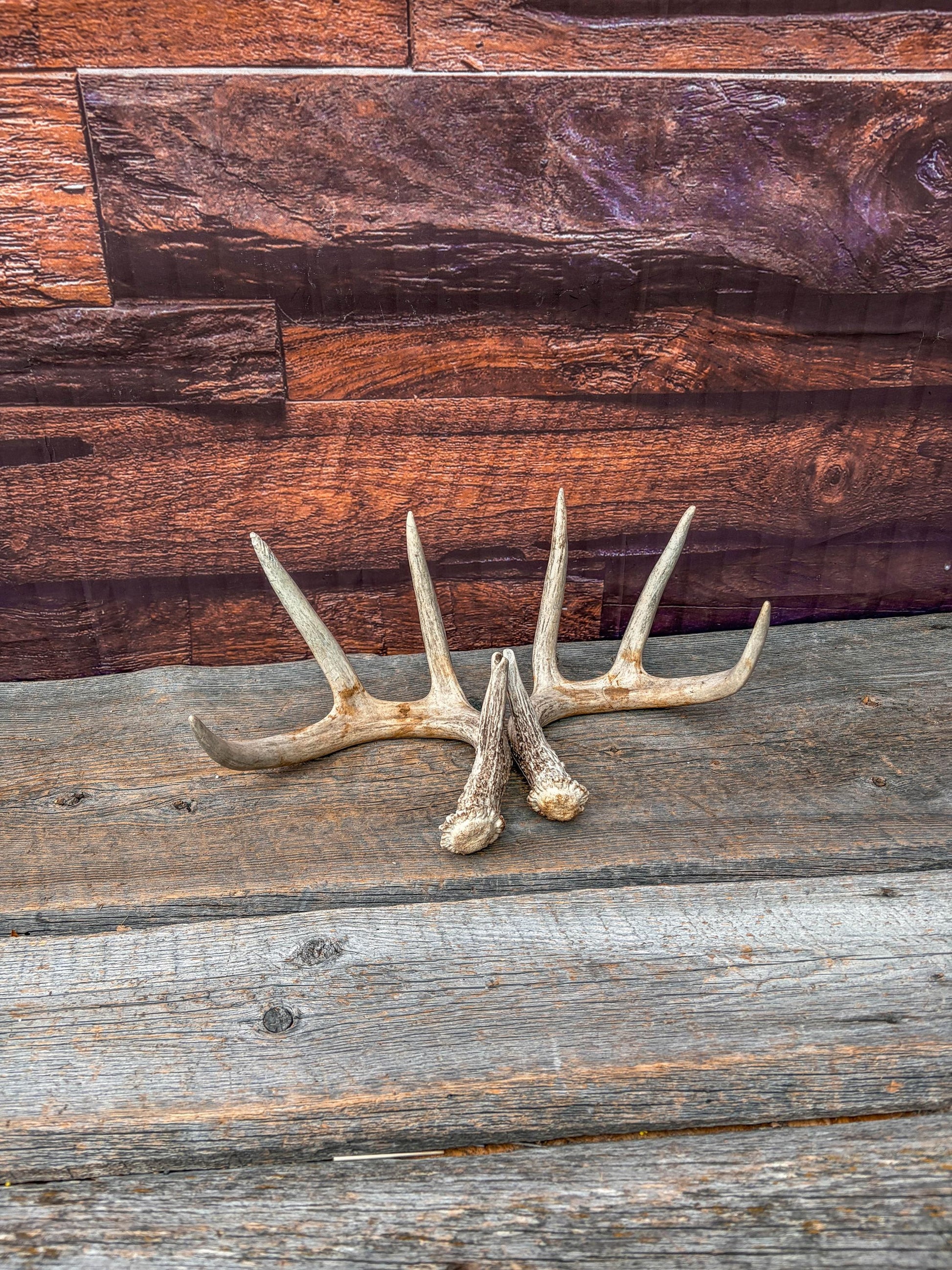 Deer Antlers - Matching Set of White-tailed Deer Antlers. Canadian Buck. Crafting, Decor and More.
