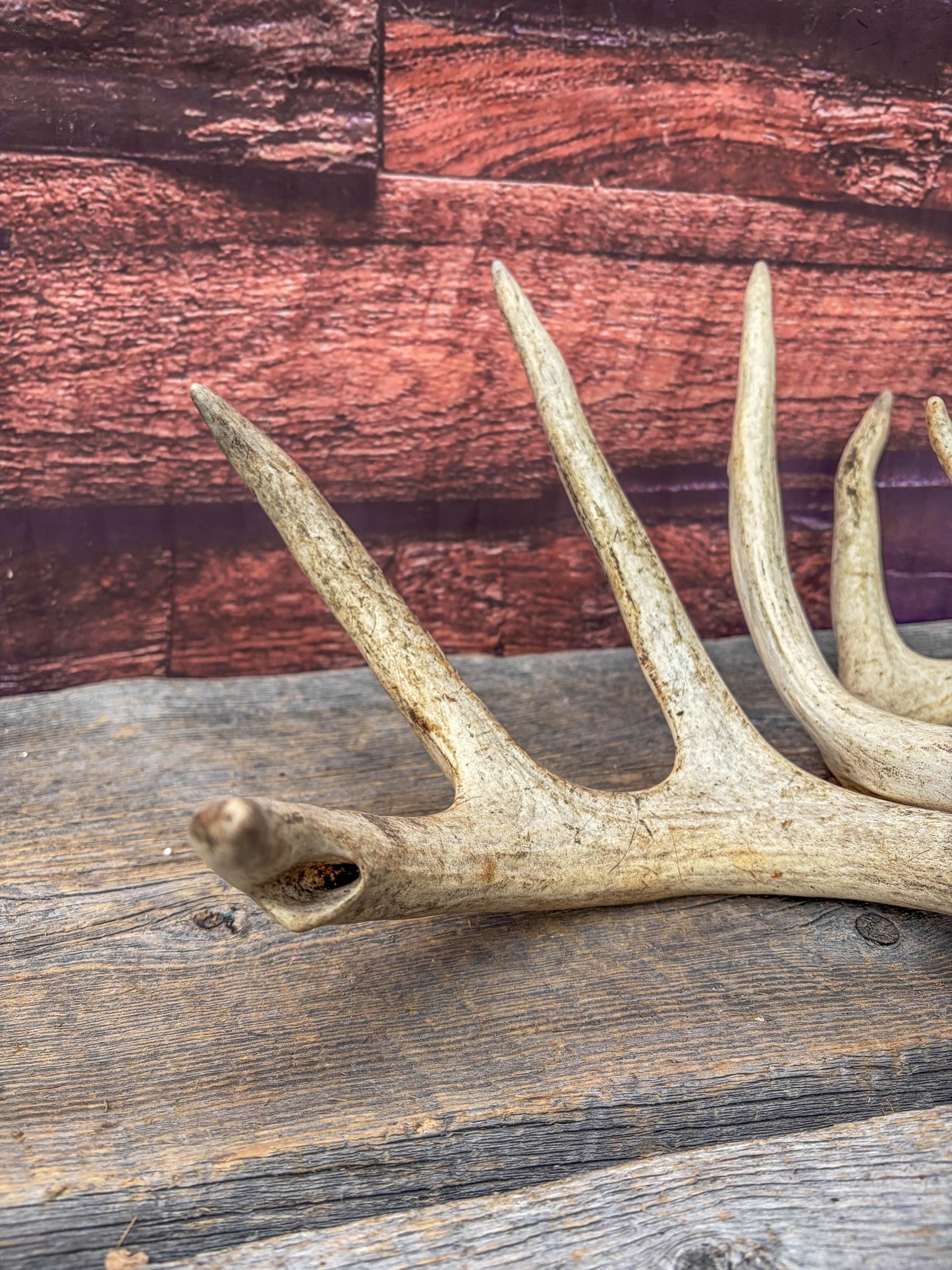 White-tailed Deer Antlers - Large Matching Set. Decor, Crafting and More.
