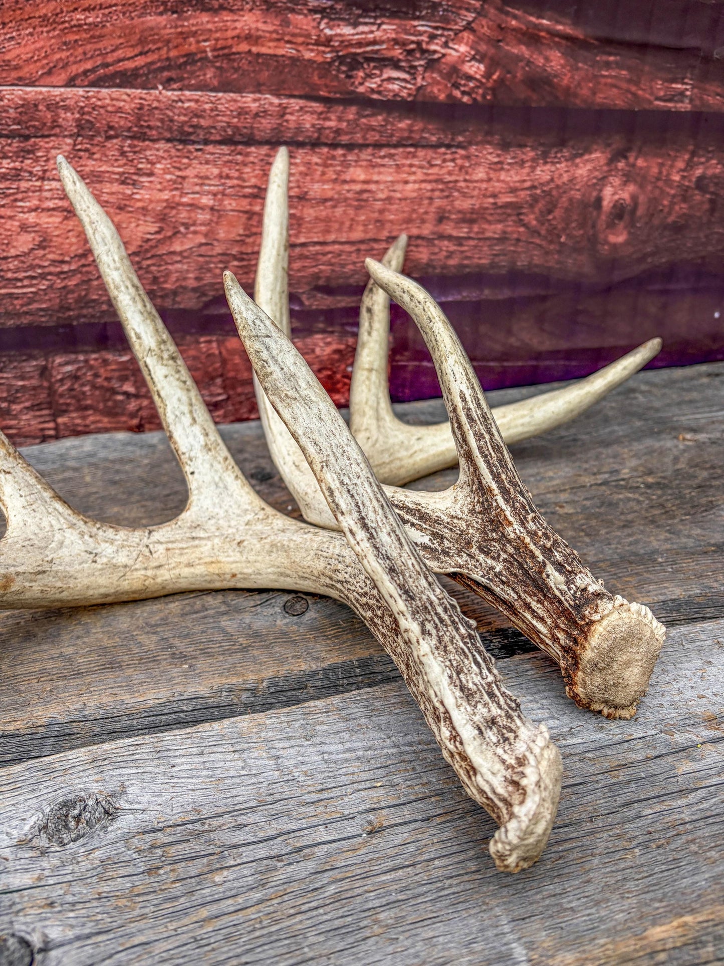White-tailed Deer Antlers - Large Matching Set. Decor, Crafting and More.
