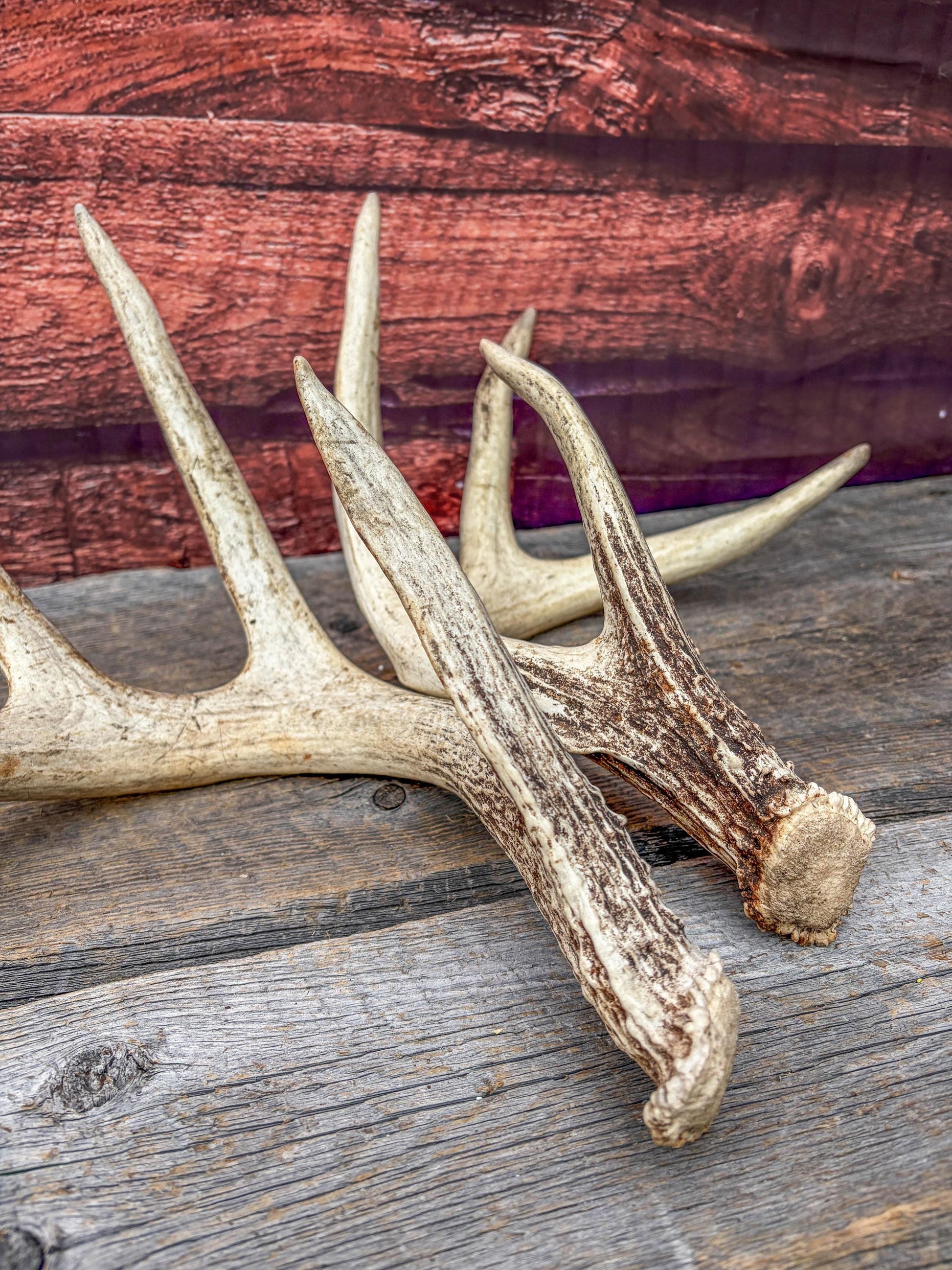 White-tailed Deer Antlers - Large Matching Set. Decor, Crafting and More.