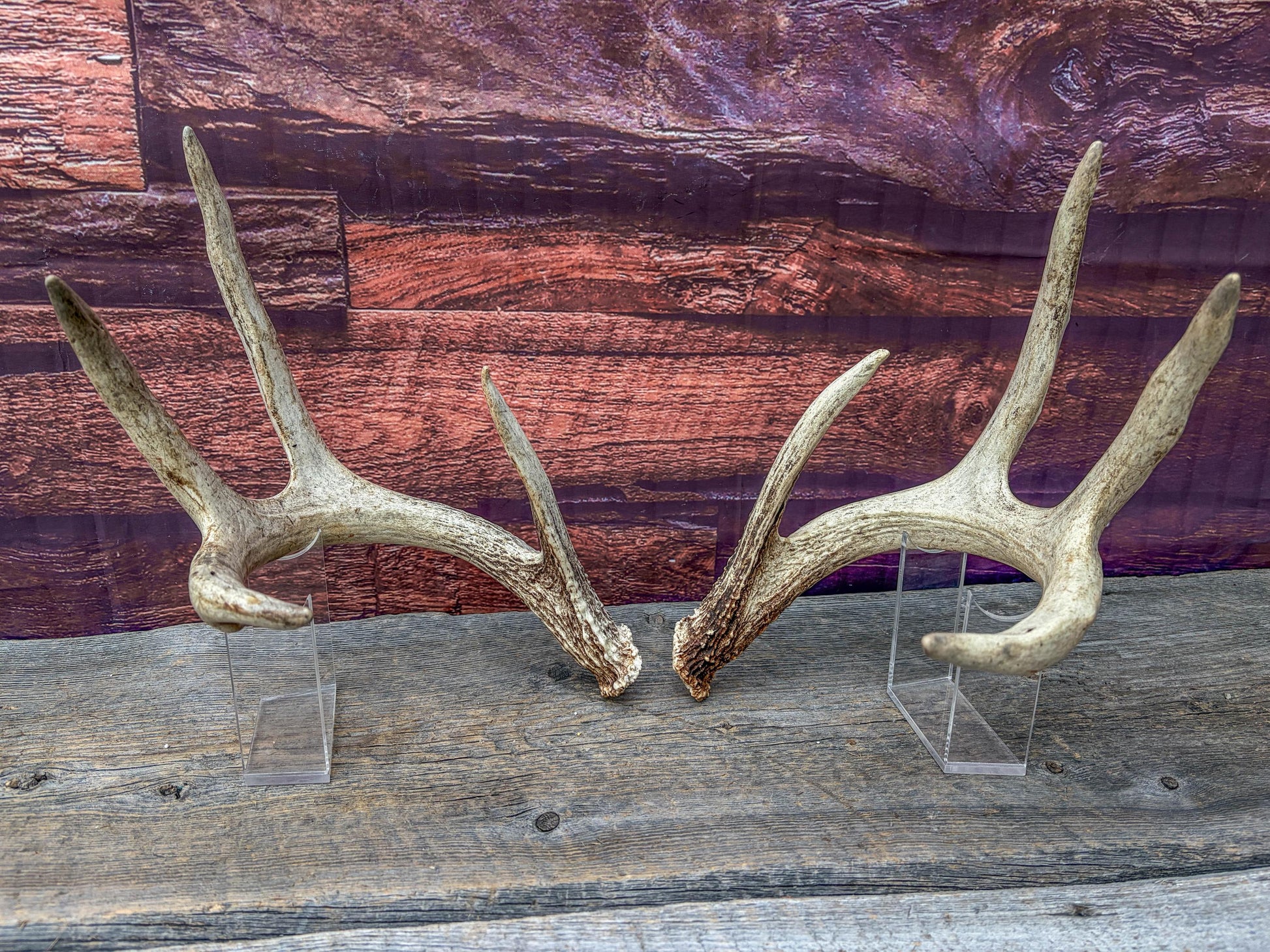 White-tailed Deer Antlers - Large Matching Set. Decor, Crafting and More.