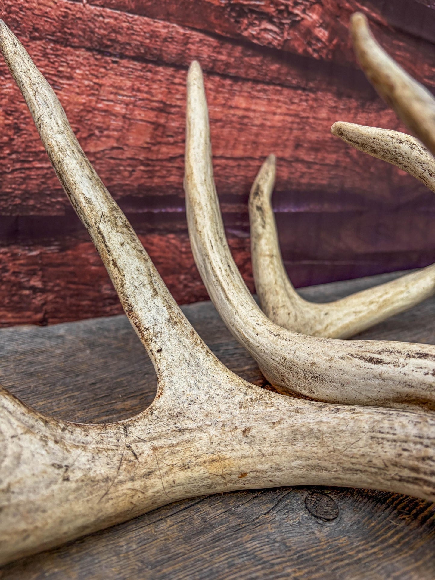 White-tailed Deer Antlers - Large Matching Set. Decor, Crafting and More.
