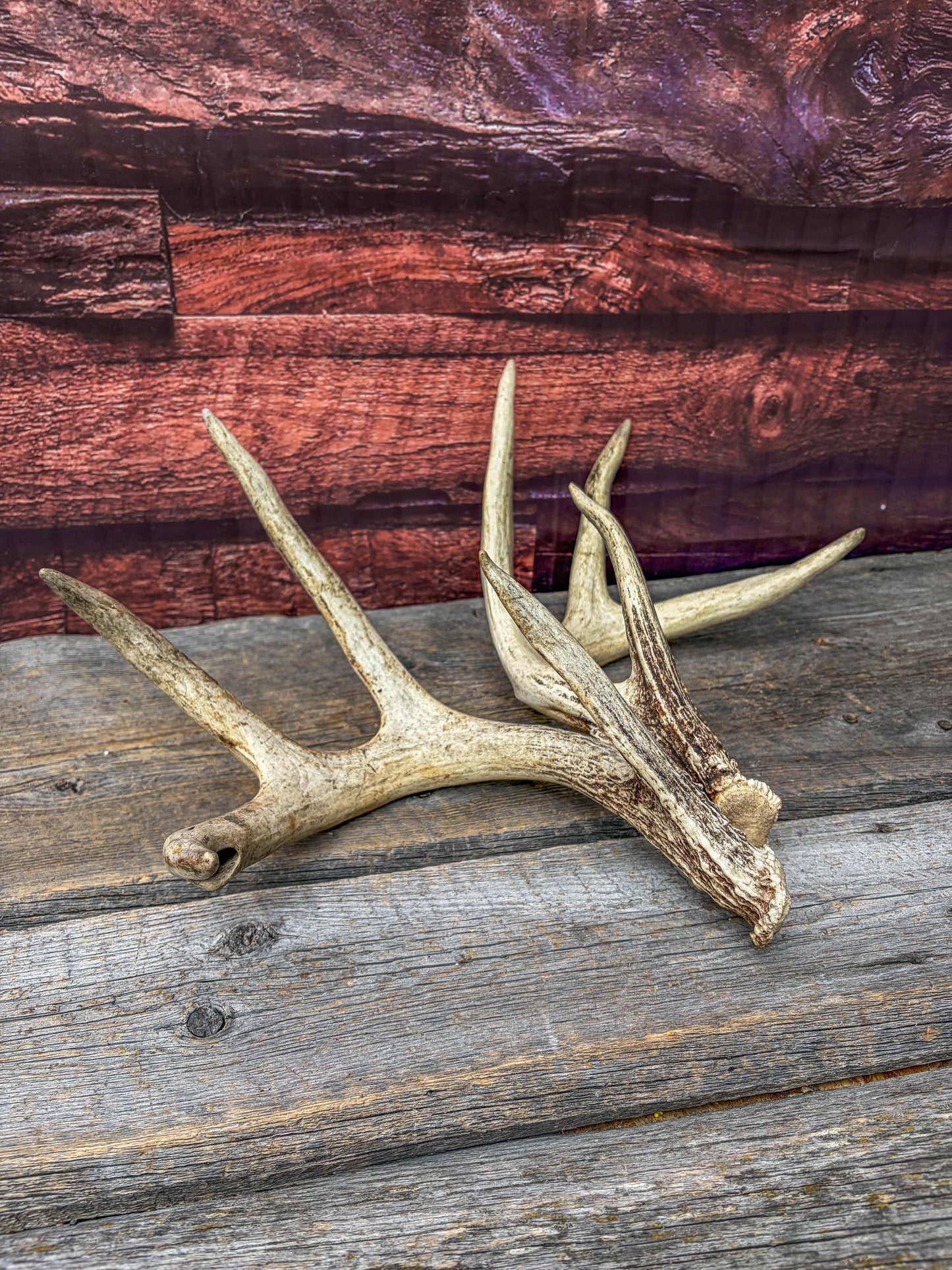 White-tailed Deer Antlers - Large Matching Set. Decor, Crafting and More.