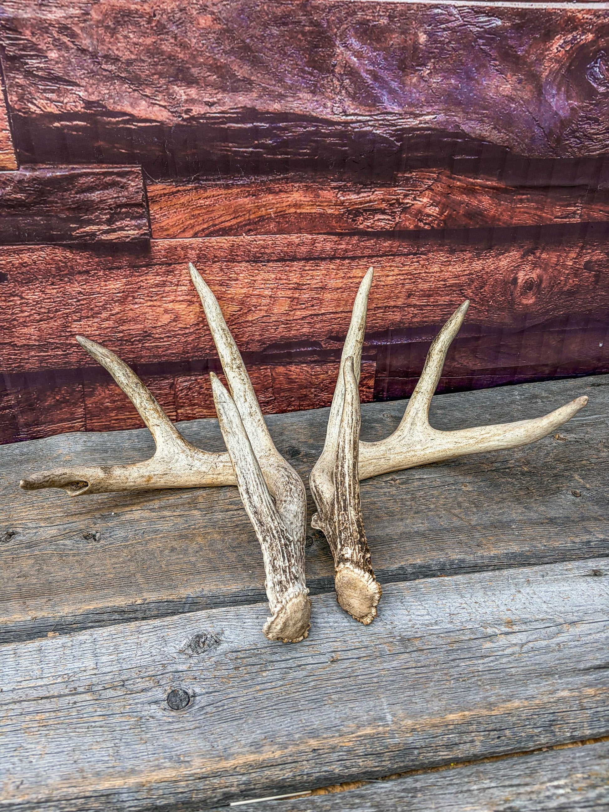 White-tailed Deer Antlers - Large Matching Set. Decor, Crafting and More.