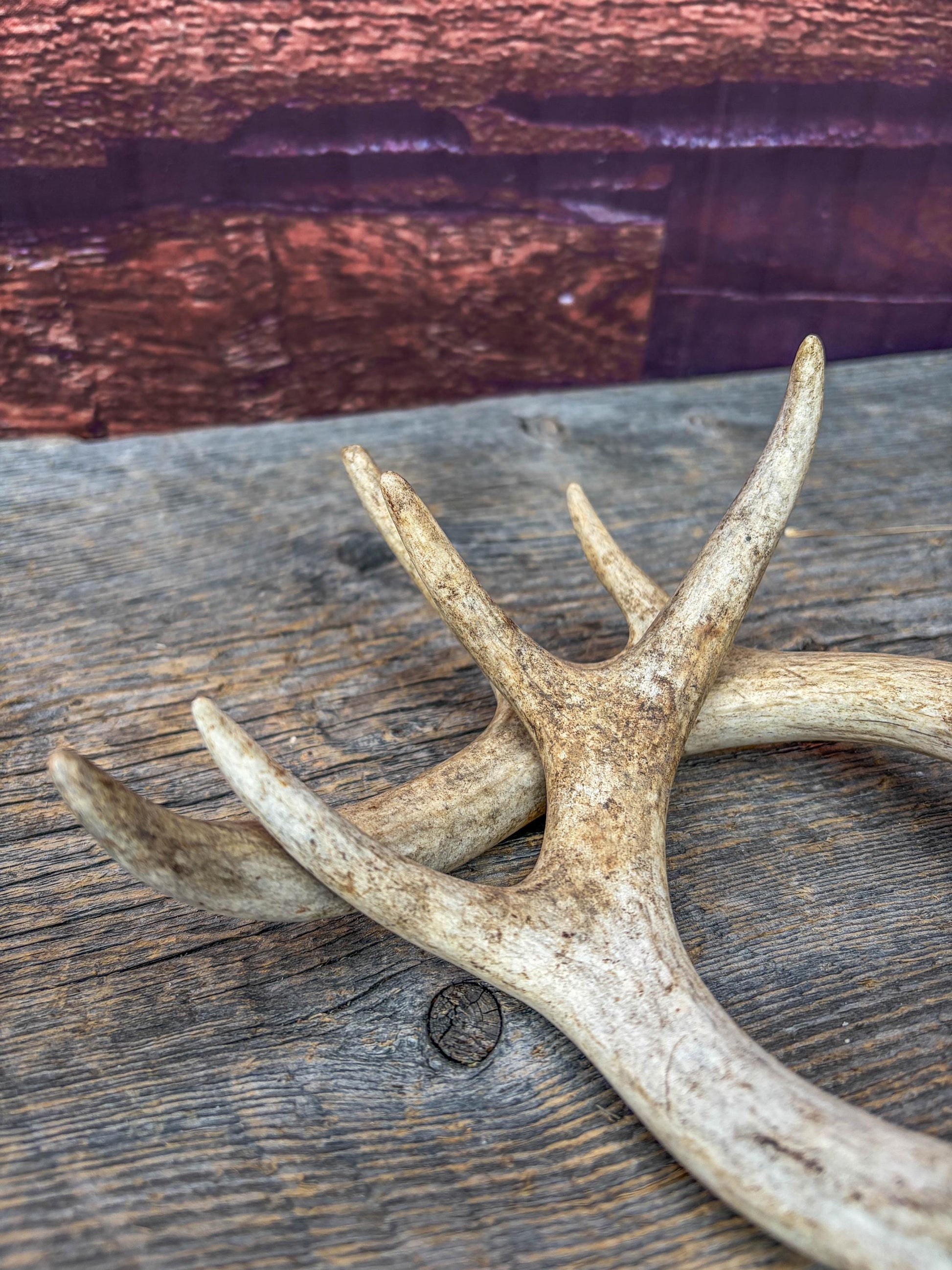 Deer Antlers - White-tailed Deer Matching set. Canadian Buck. Crafting and Decor Antlers