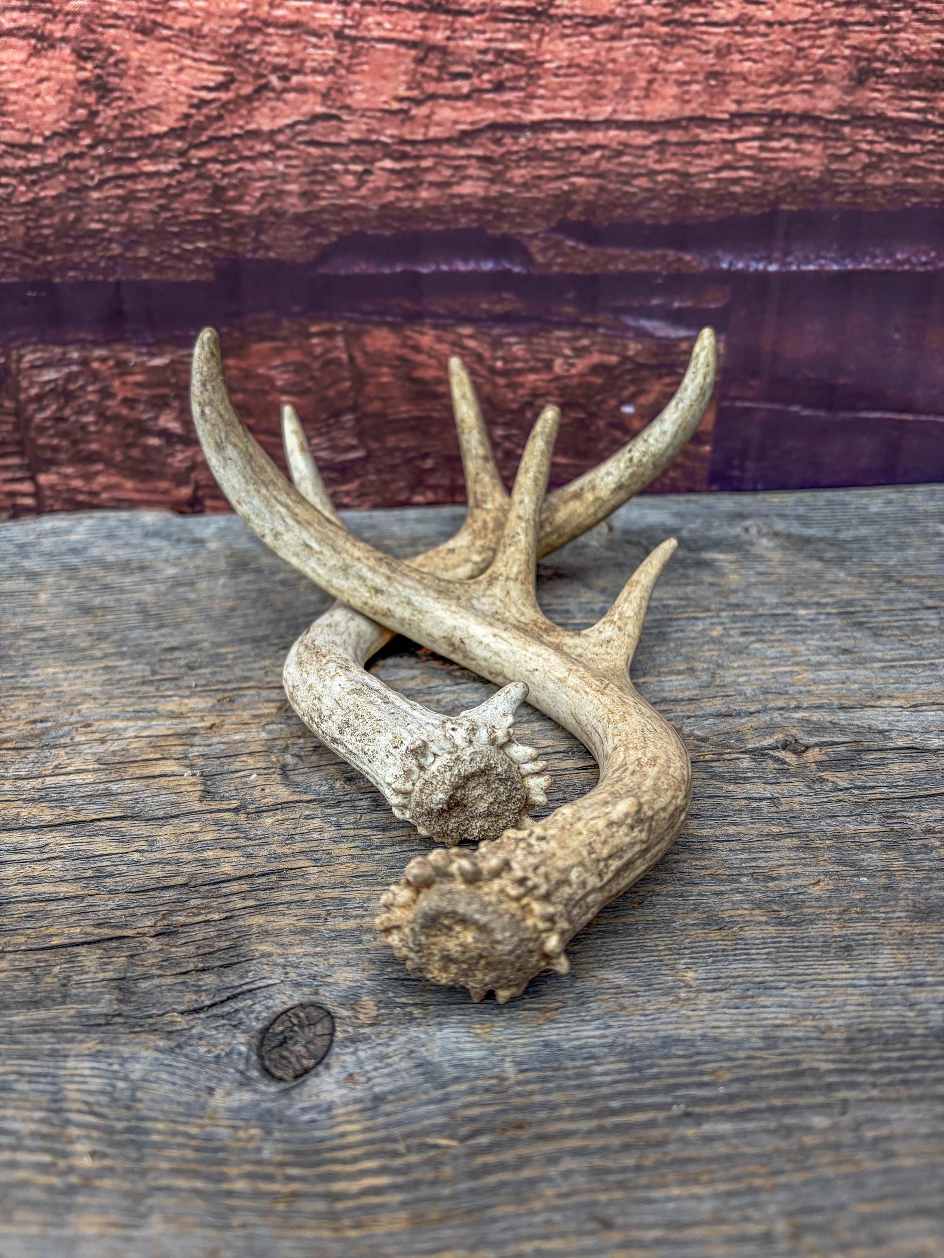 Deer Antlers - White-tailed Deer Matching set. Canadian Buck. Crafting and Decor Antlers
