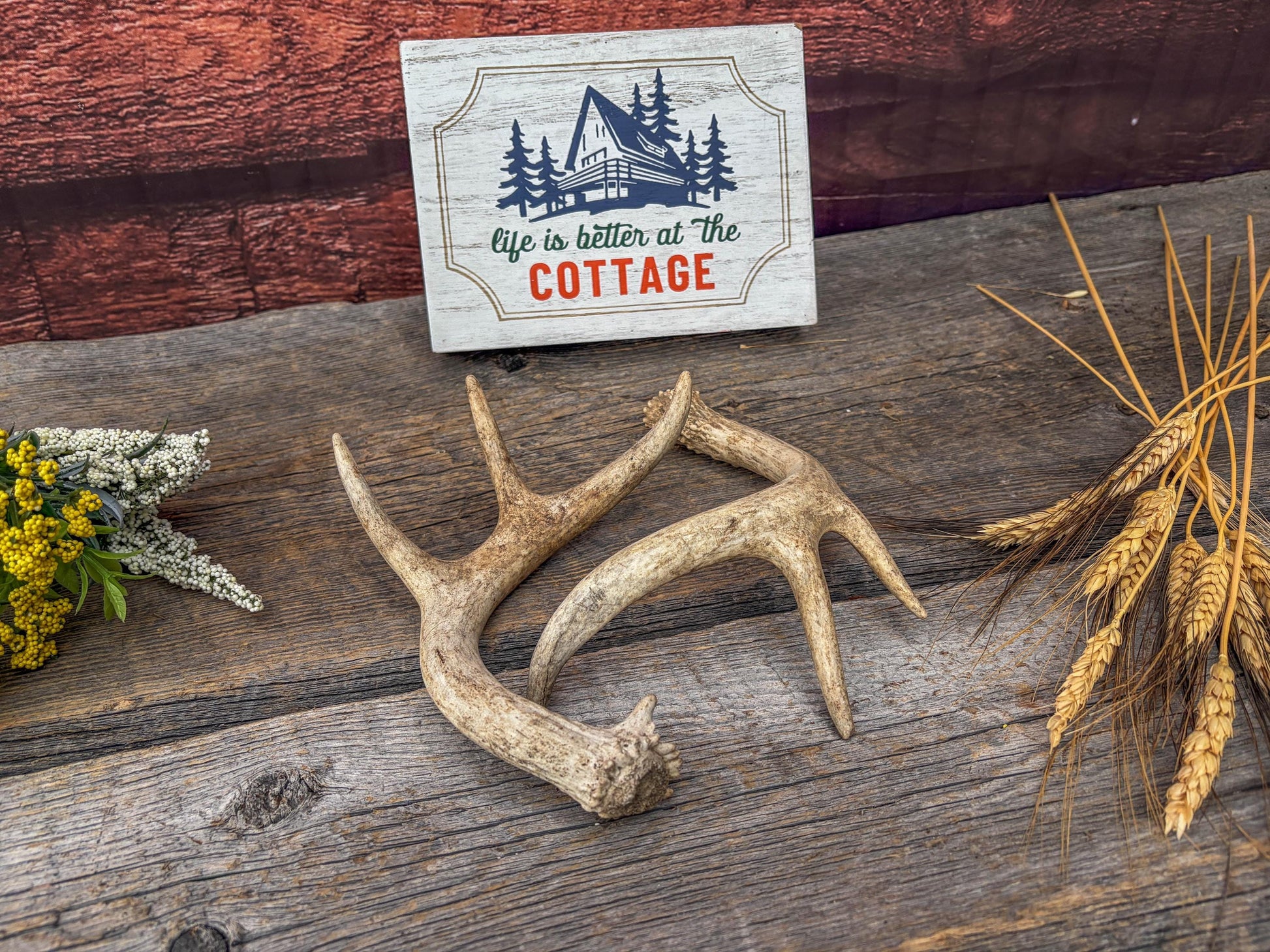 Deer Antlers - White-tailed Deer Matching set. Canadian Buck. Crafting and Decor Antlers