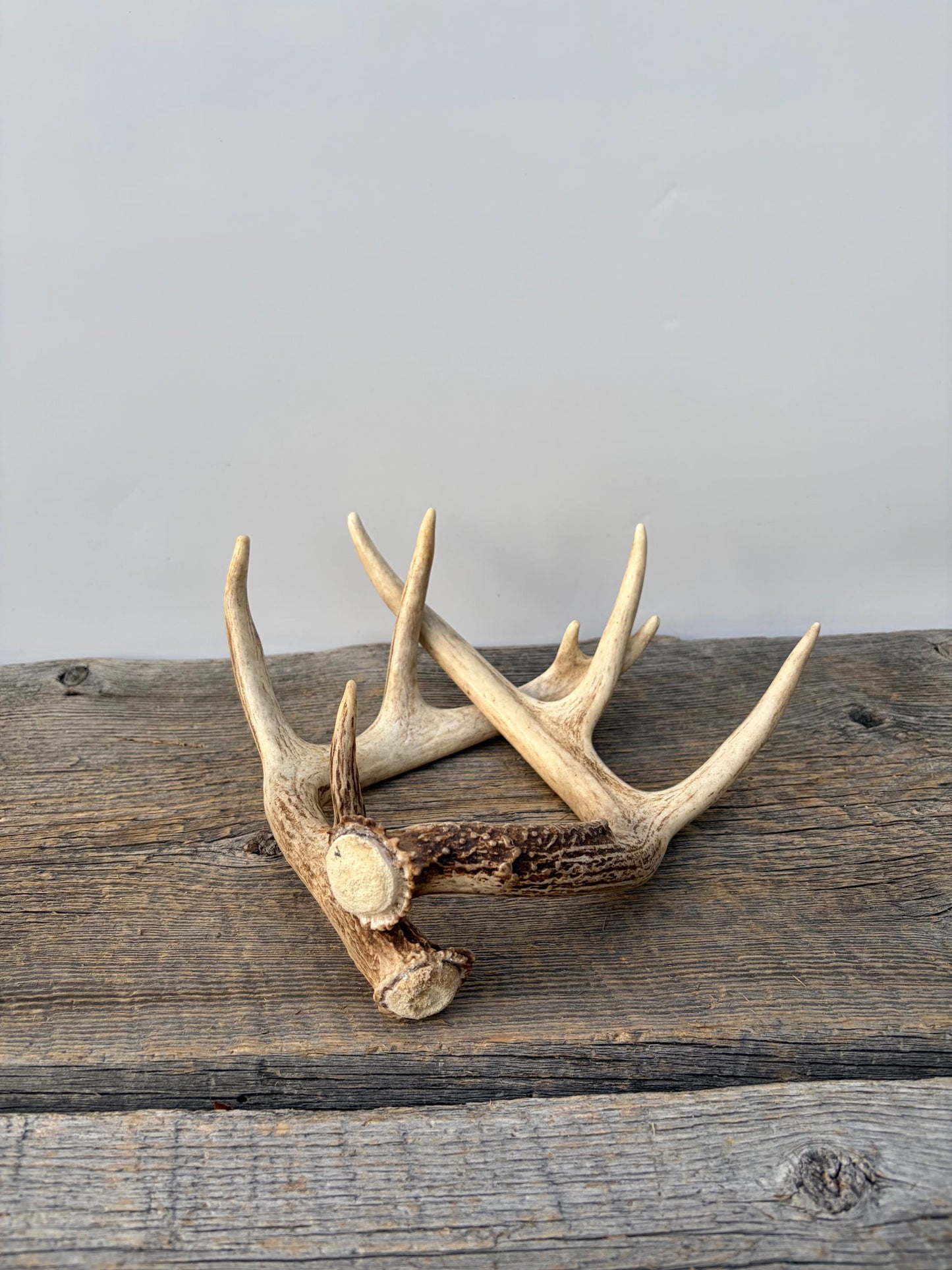 Deer Antlers - White-tailed Deer Matching set. Canadian Buck. Small Crafting and Decor Antlers