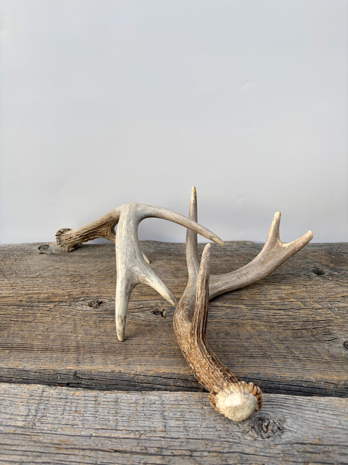Deer Antlers - White-tailed Deer Matching set. Canadian Buck. Small Crafting and Decor Antlers