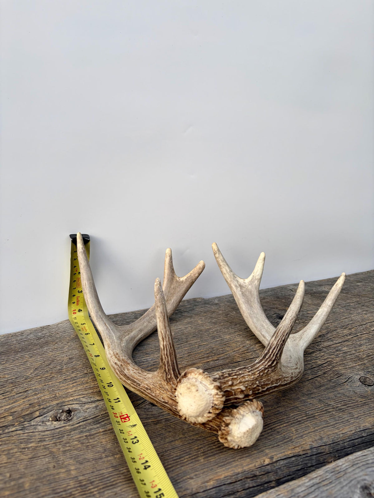 Deer Antlers - White-tailed Deer Matching set. Canadian Buck. Small Crafting and Decor Antlers