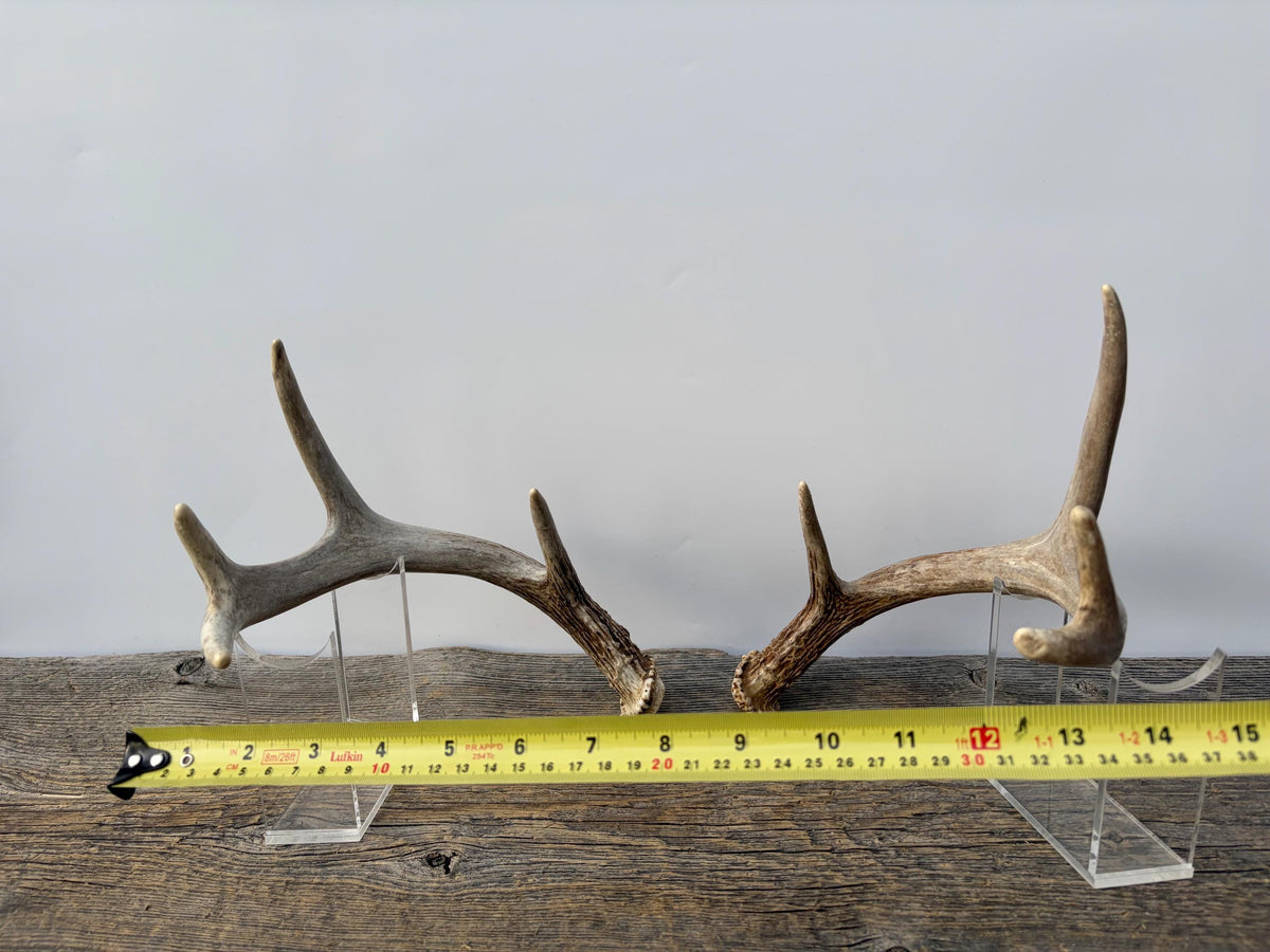 Deer Antlers - White-tailed Deer Matching set. Canadian Buck. Small Crafting and Decor Antlers