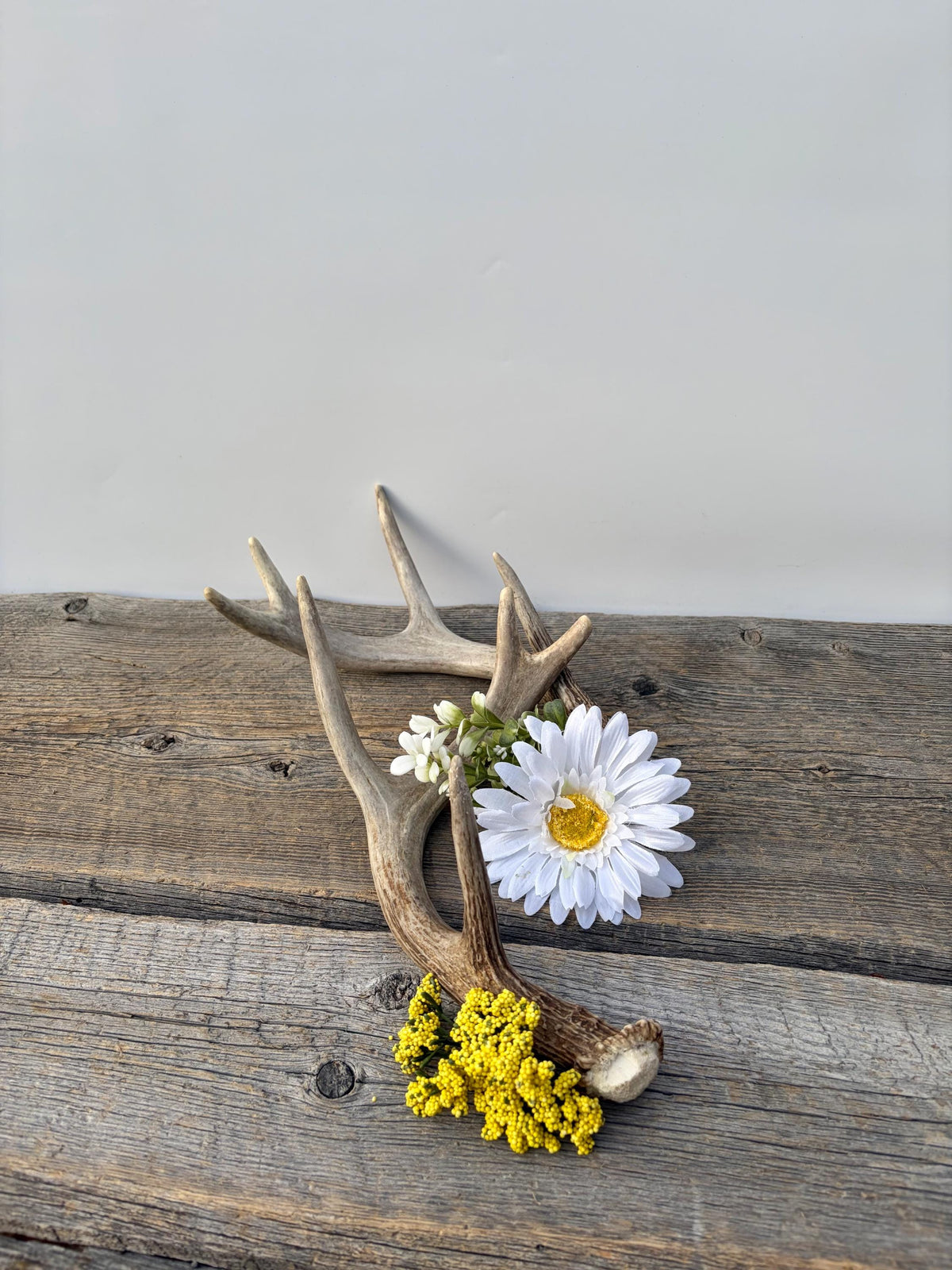 Deer Antlers - White-tailed Deer Matching set. Canadian Buck. Small Crafting and Decor Antlers