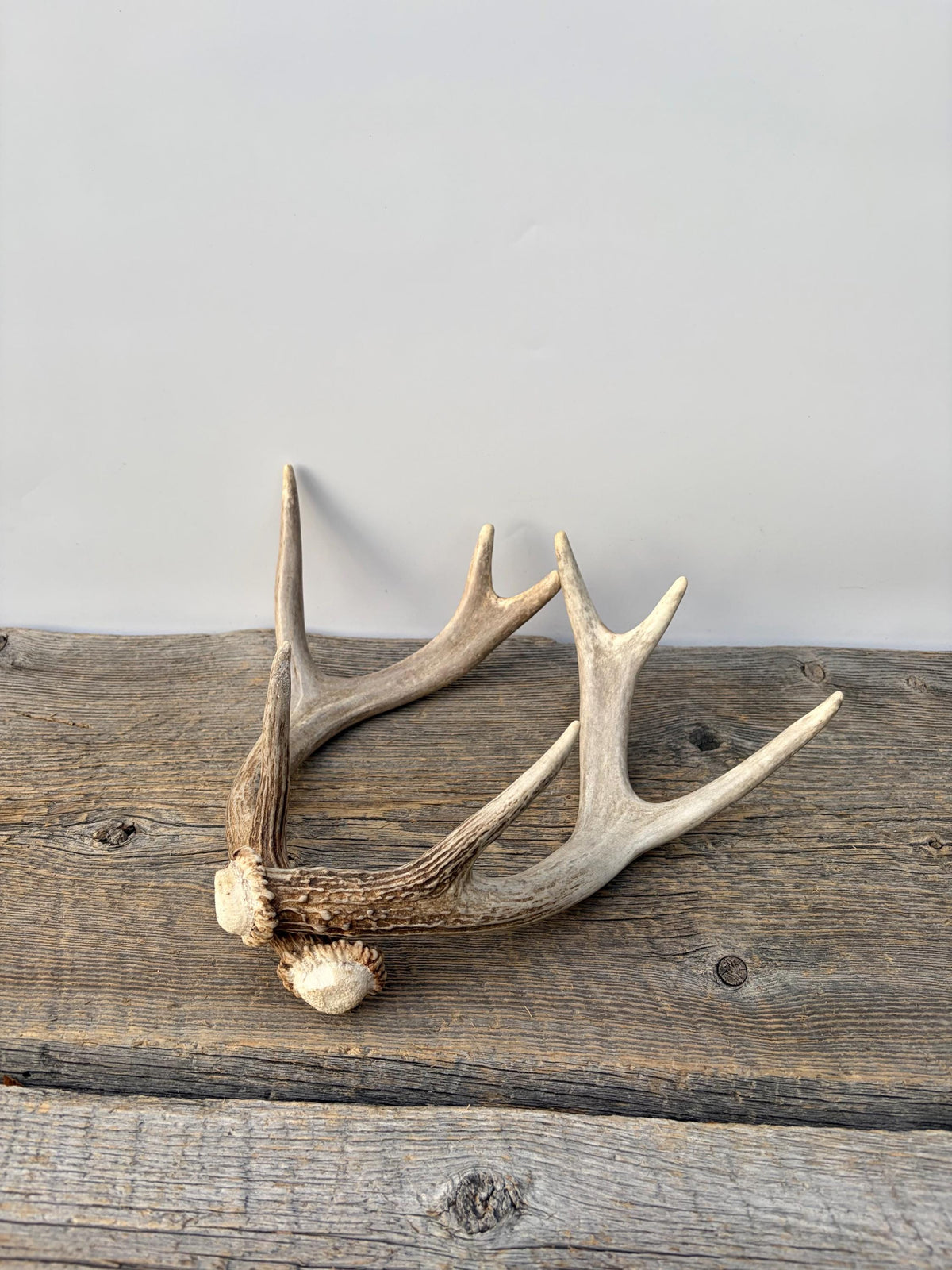 Deer Antlers - White-tailed Deer Matching set. Canadian Buck. Small Crafting and Decor Antlers