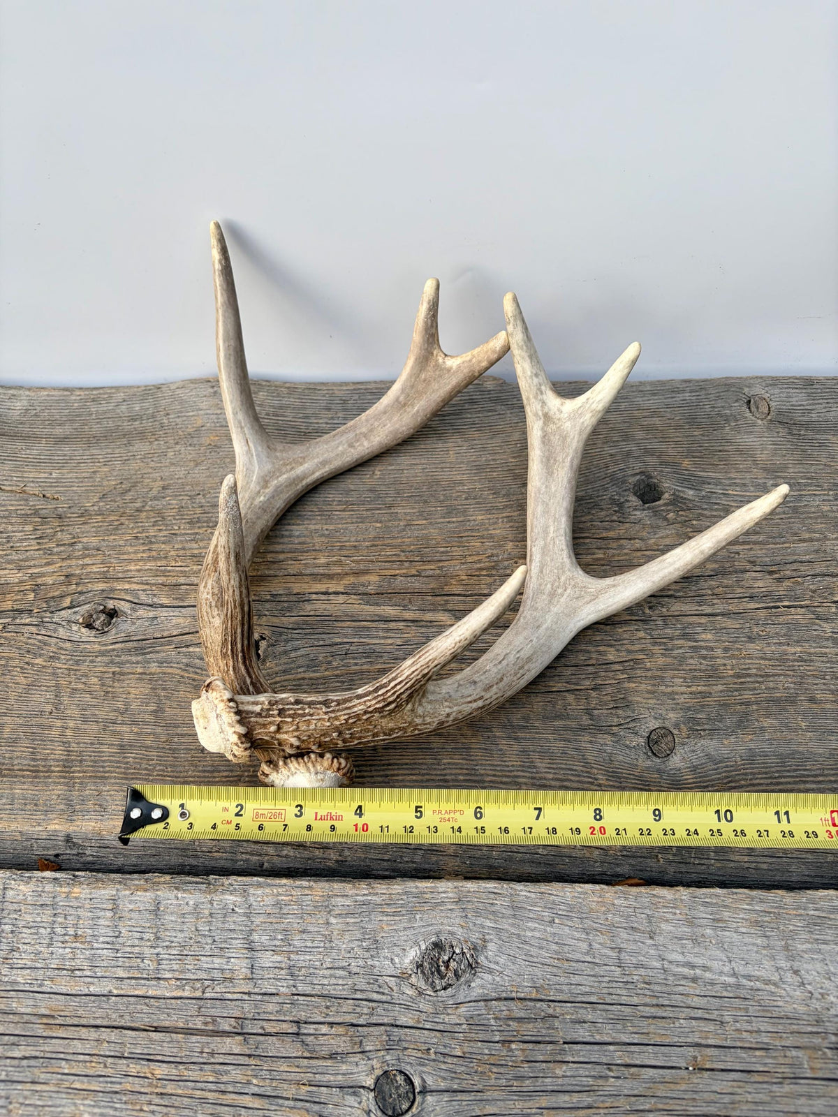 Deer Antlers - White-tailed Deer Matching set. Canadian Buck. Small Crafting and Decor Antlers