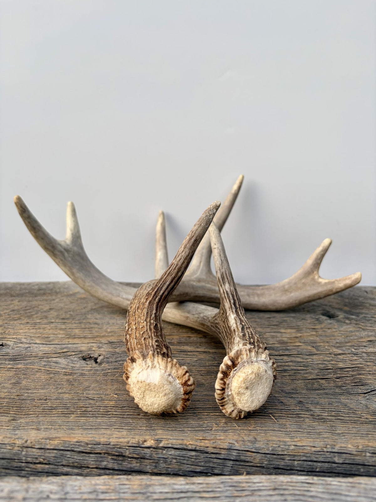 Deer Antlers - White-tailed Deer Matching set. Canadian Buck. Small Crafting and Decor Antlers
