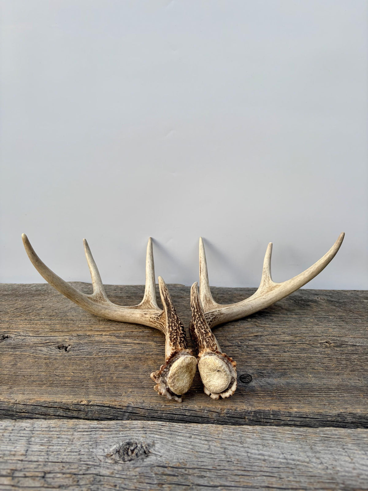 Deer Antlers - White-tailed Deer Matching set. Canadian Buck. Small 8 point set of Crafting and Decor Antlers