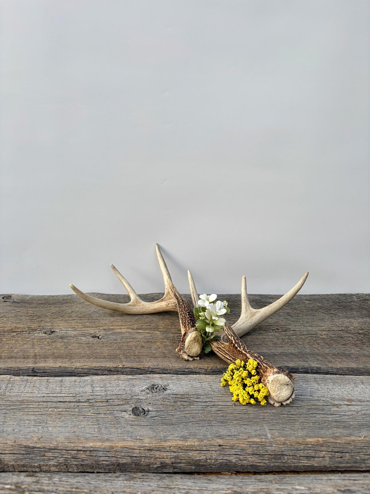 Deer Antlers - White-tailed Deer Matching set. Canadian Buck. Small 8 point set of Crafting and Decor Antlers