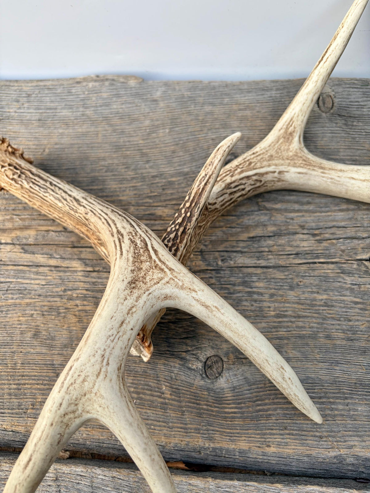 Deer Antlers - White-tailed Deer Matching set. Canadian Buck. Small 8 point set of Crafting and Decor Antlers
