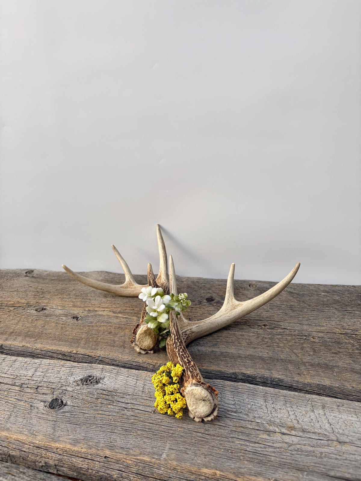 Deer Antlers - White-tailed Deer Matching set. Canadian Buck. Small 8 point set of Crafting and Decor Antlers