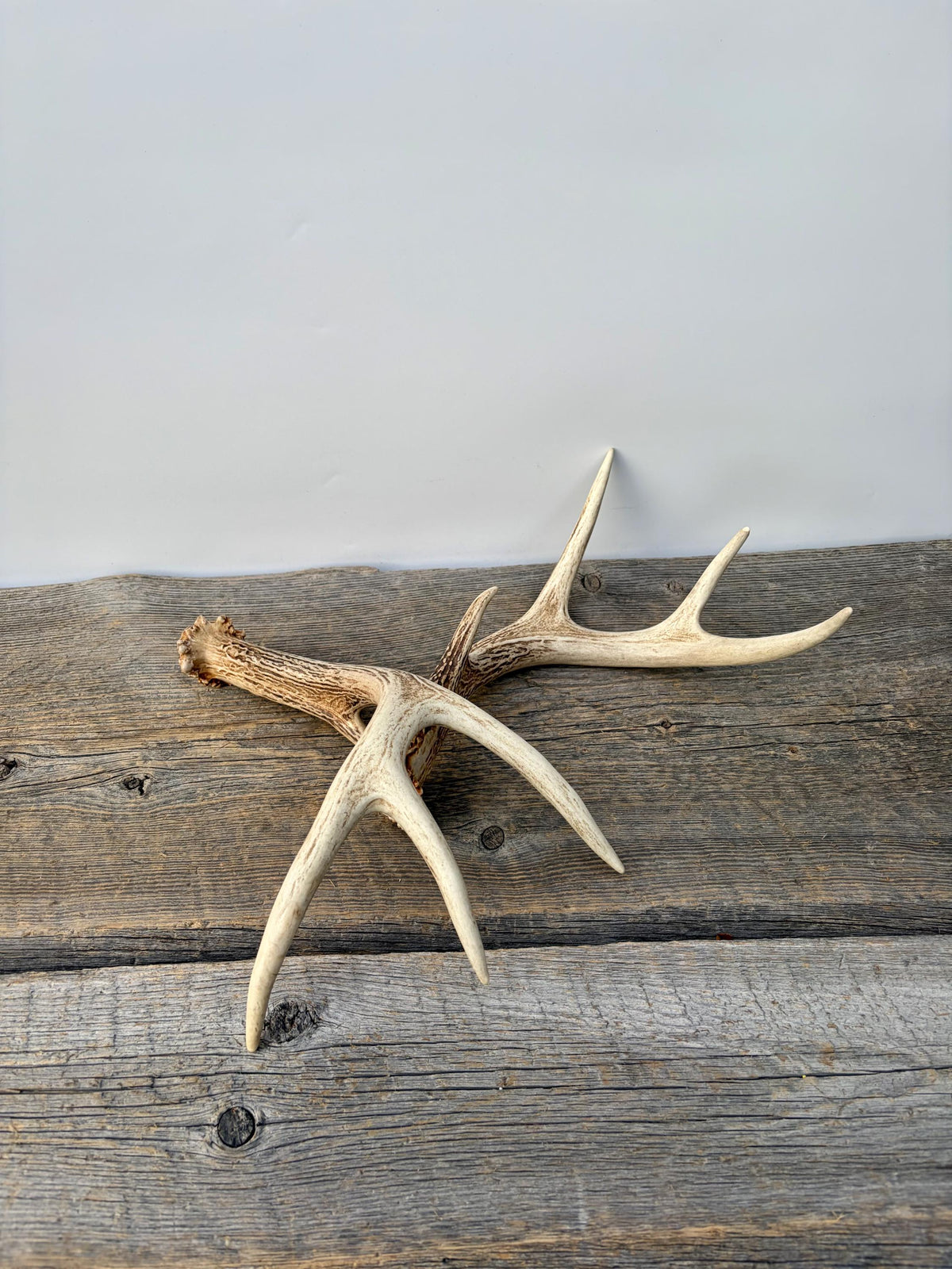 Deer Antlers - White-tailed Deer Matching set. Canadian Buck. Small 8 point set of Crafting and Decor Antlers