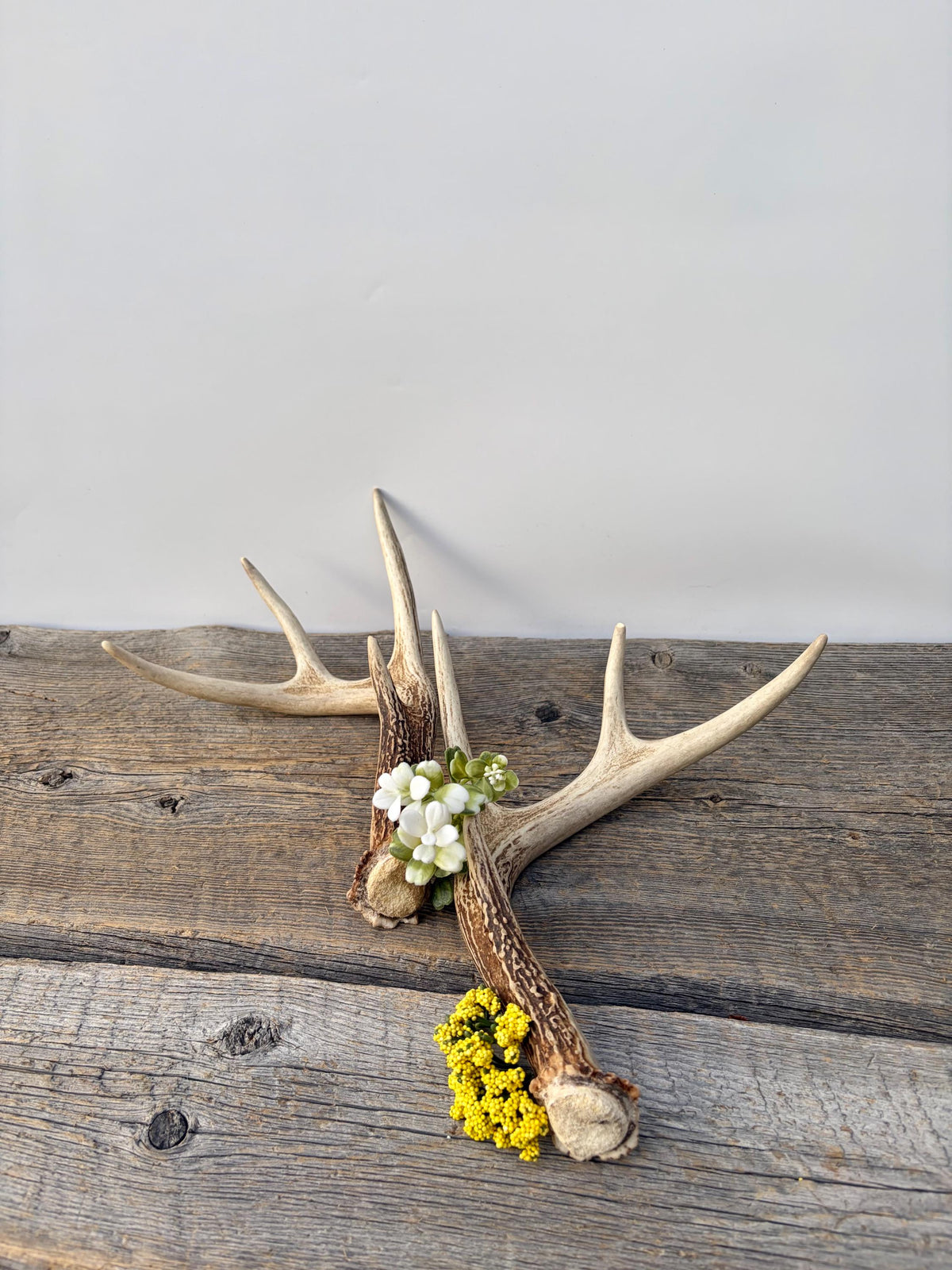 Deer Antlers - White-tailed Deer Matching set. Canadian Buck. Small 8 point set of Crafting and Decor Antlers