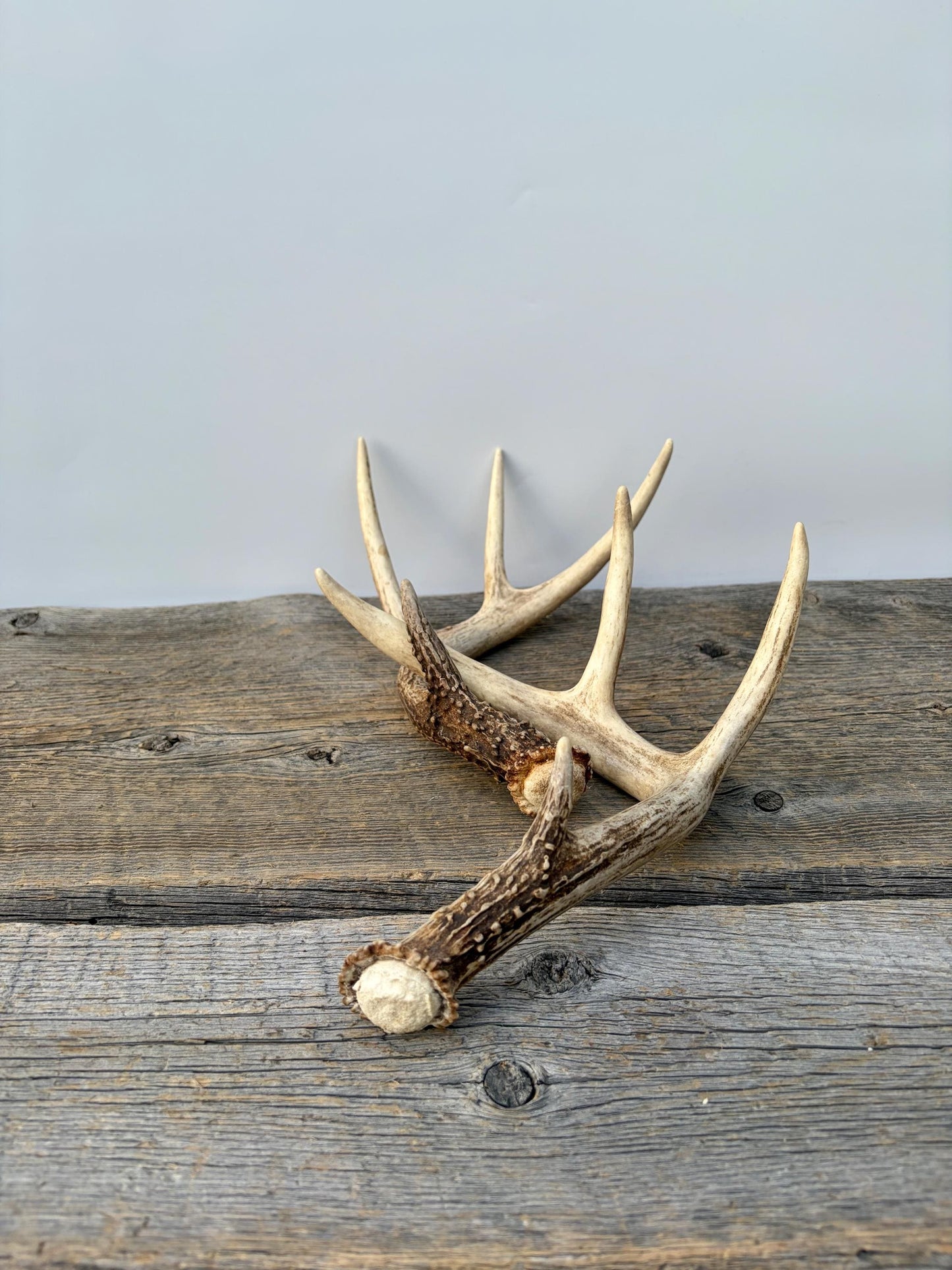 Matched White-Tailed Deer Antlers: Freshly Shed, small 8-Point set.