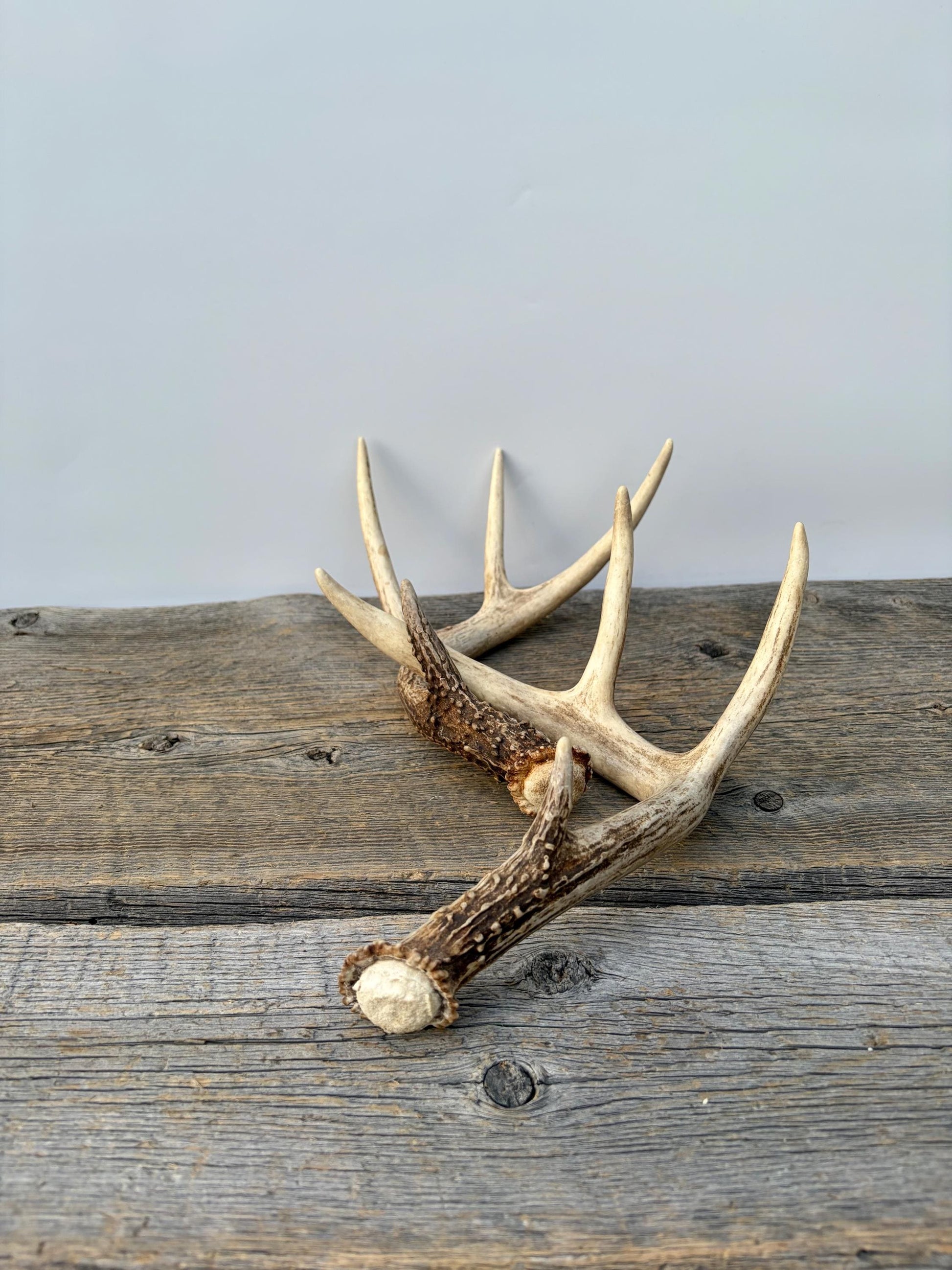 Matched White-Tailed Deer Antlers: Freshly Shed, small 8-Point set.