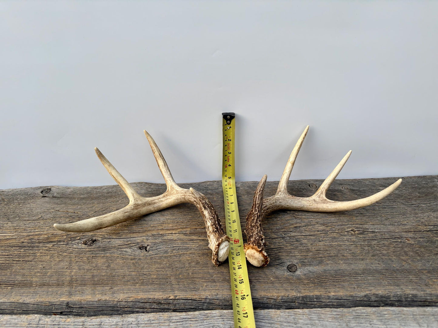 Matched White-Tailed Deer Antlers: Freshly Shed, small 8-Point set.