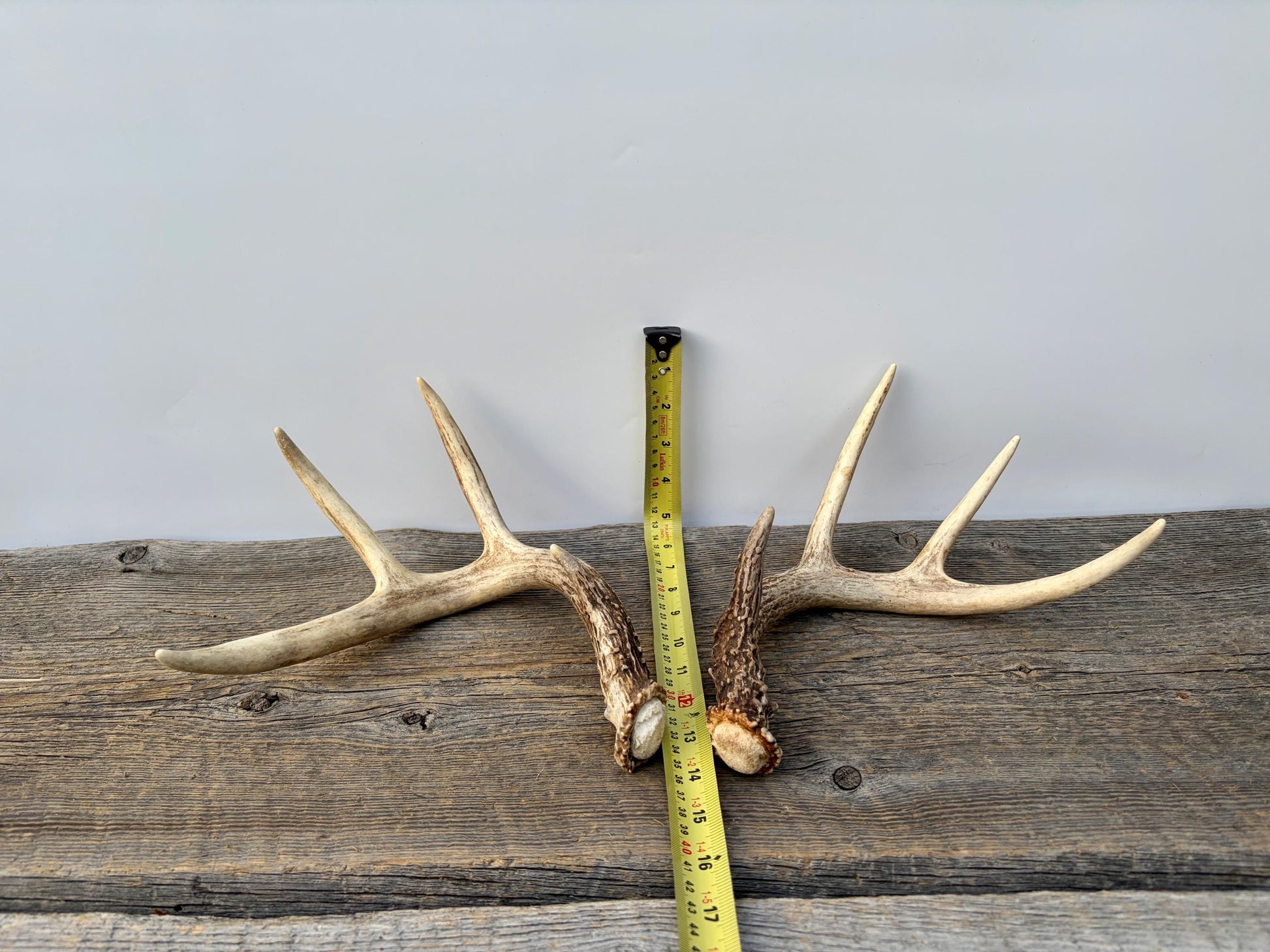 Matched White-Tailed Deer Antlers: Freshly Shed, small 8-Point set.