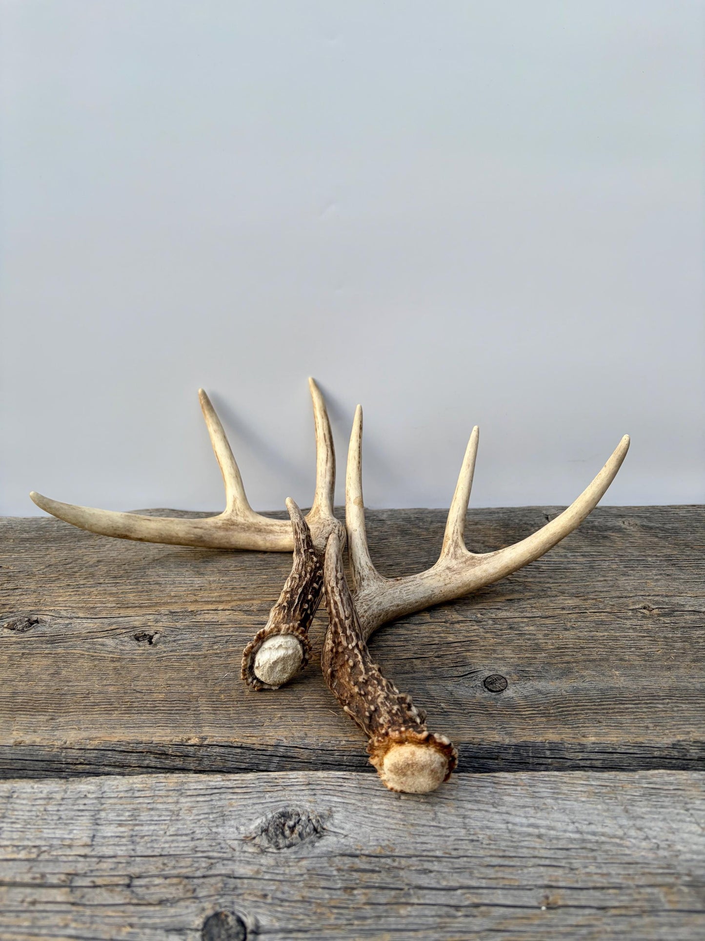 Matched White-Tailed Deer Antlers: Freshly Shed, small 8-Point set.
