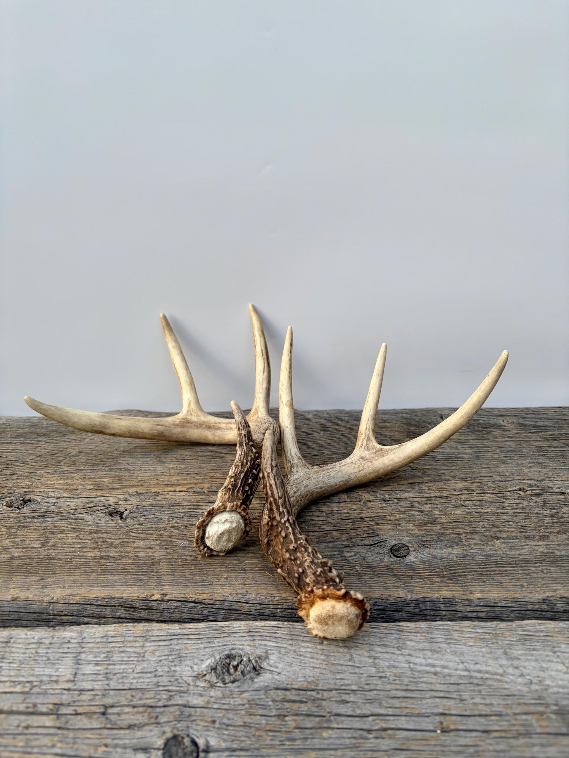 Matched White-Tailed Deer Antlers: Freshly Shed, small 8-Point set.