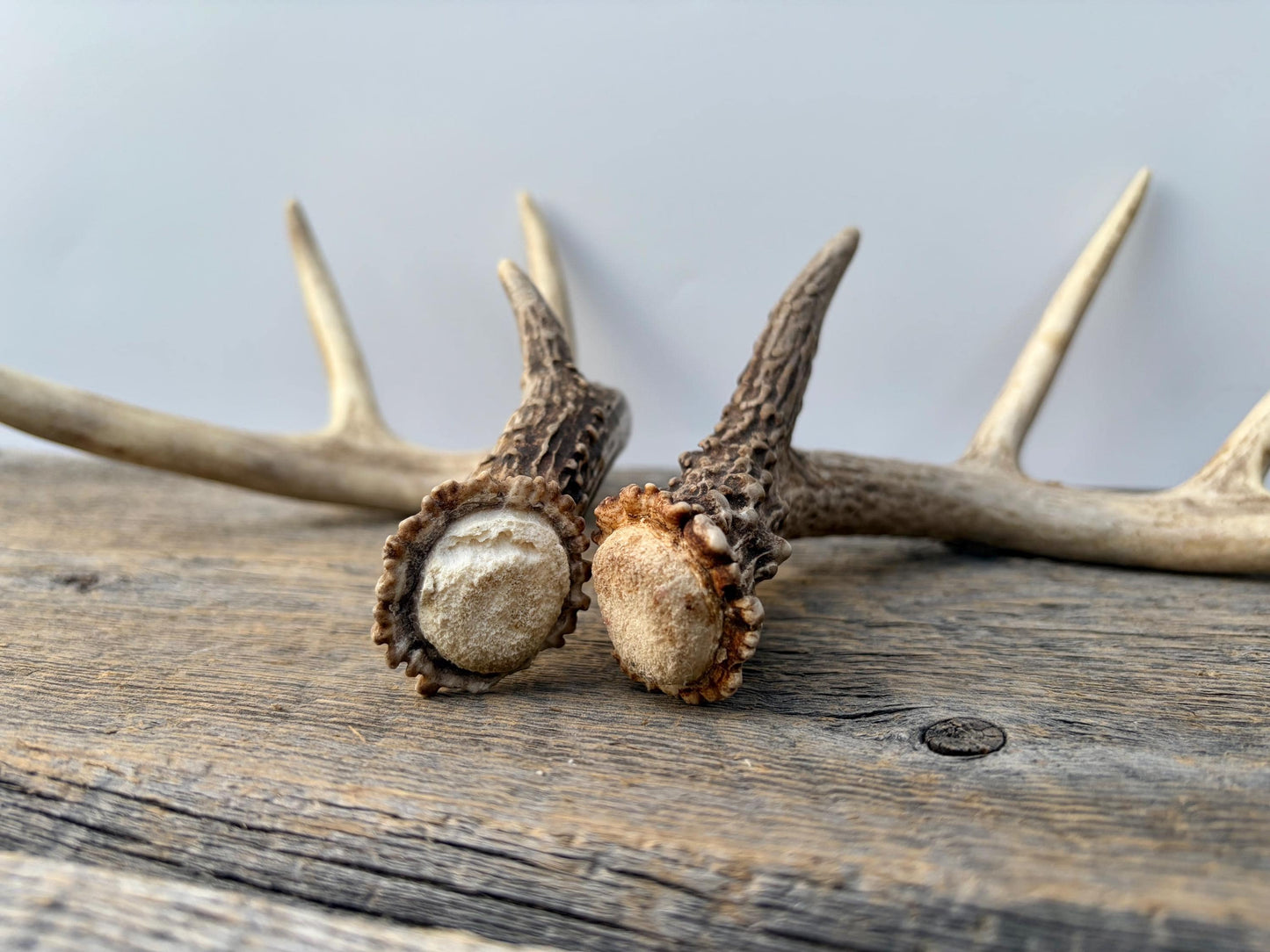 Matched White-Tailed Deer Antlers: Freshly Shed, small 8-Point set.