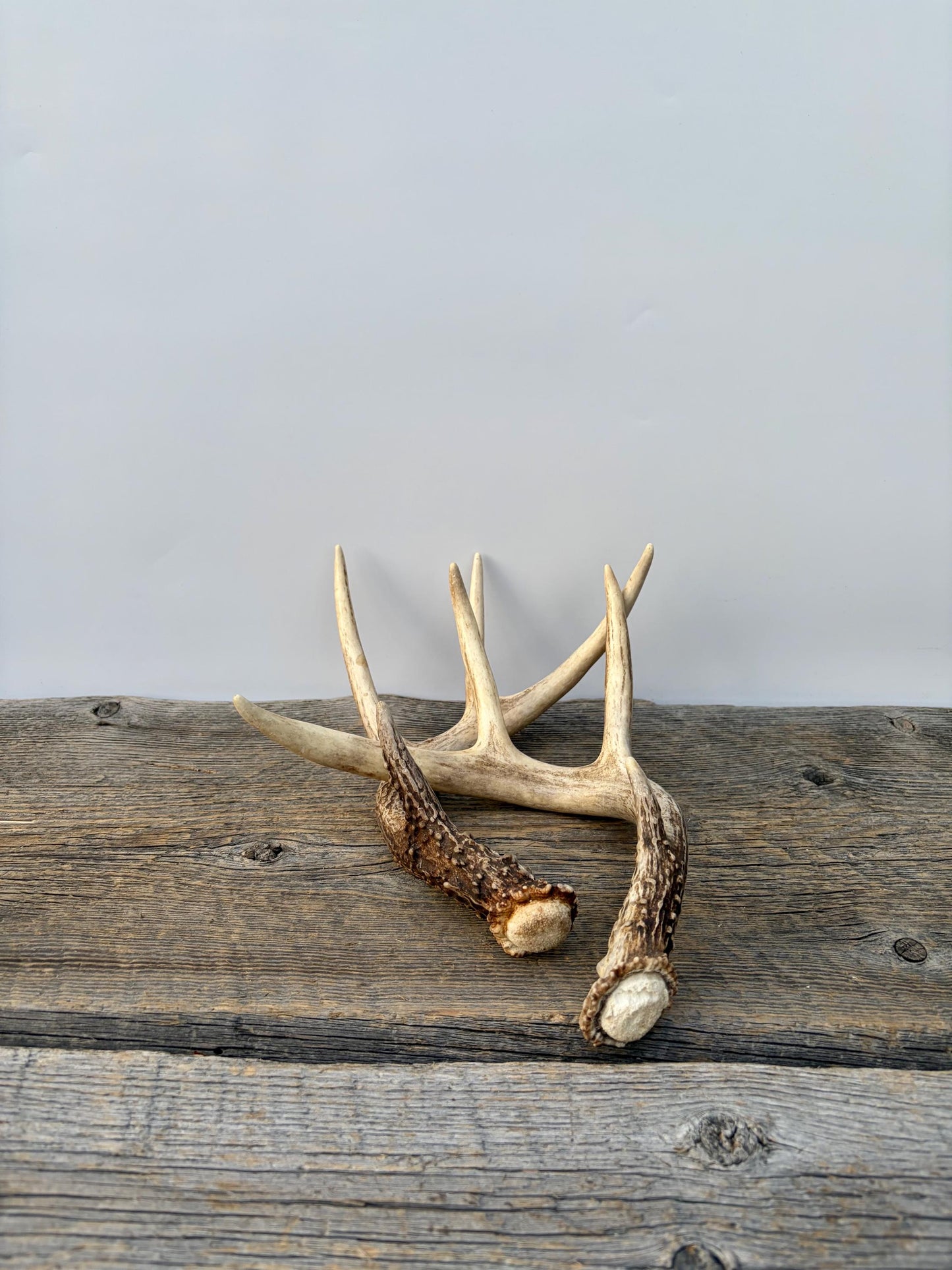 Matched White-Tailed Deer Antlers: Freshly Shed, small 8-Point set.