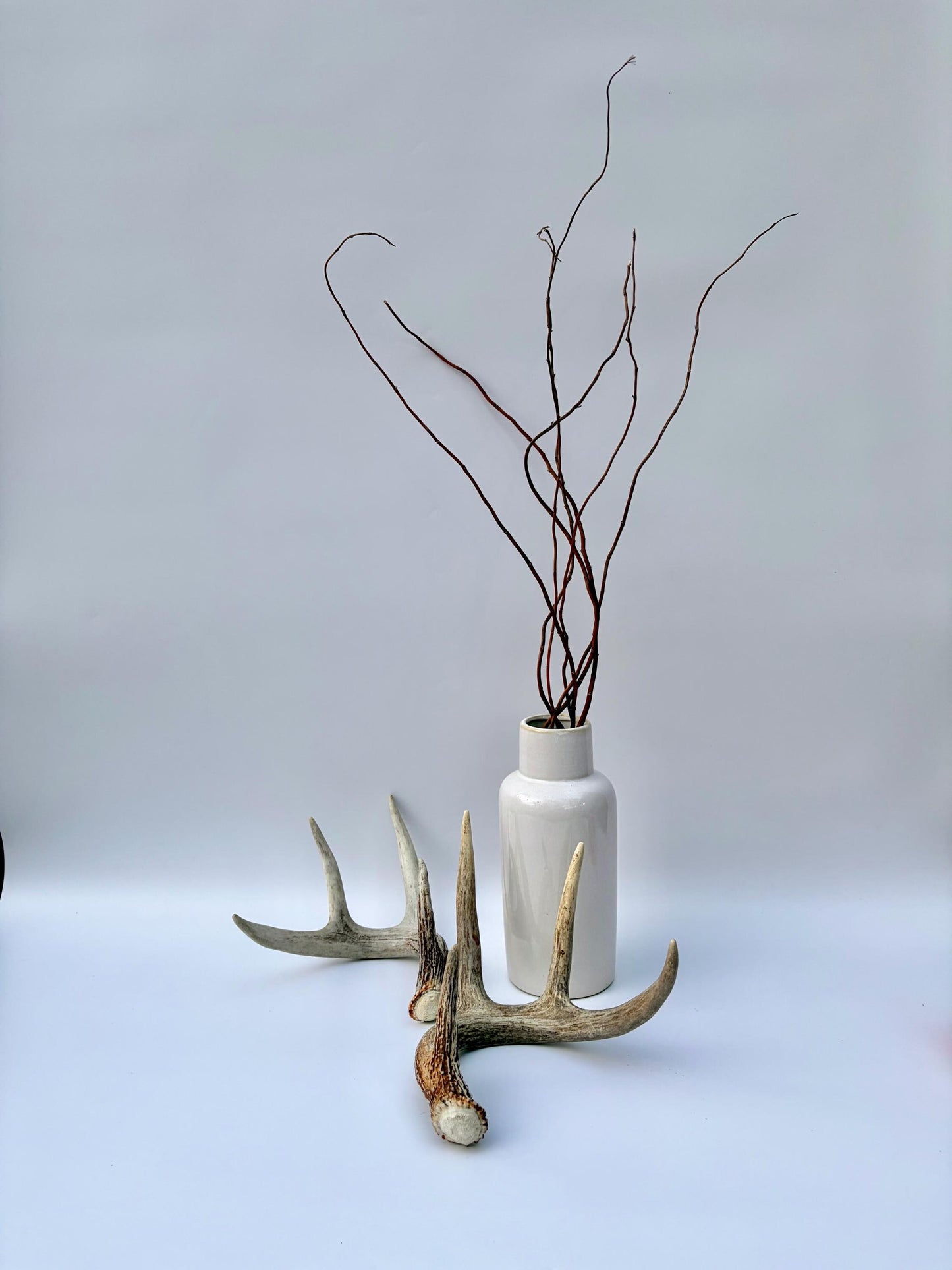 Matched White-Tailed Deer Antlers: Freshly Shed, small 8-Point set.