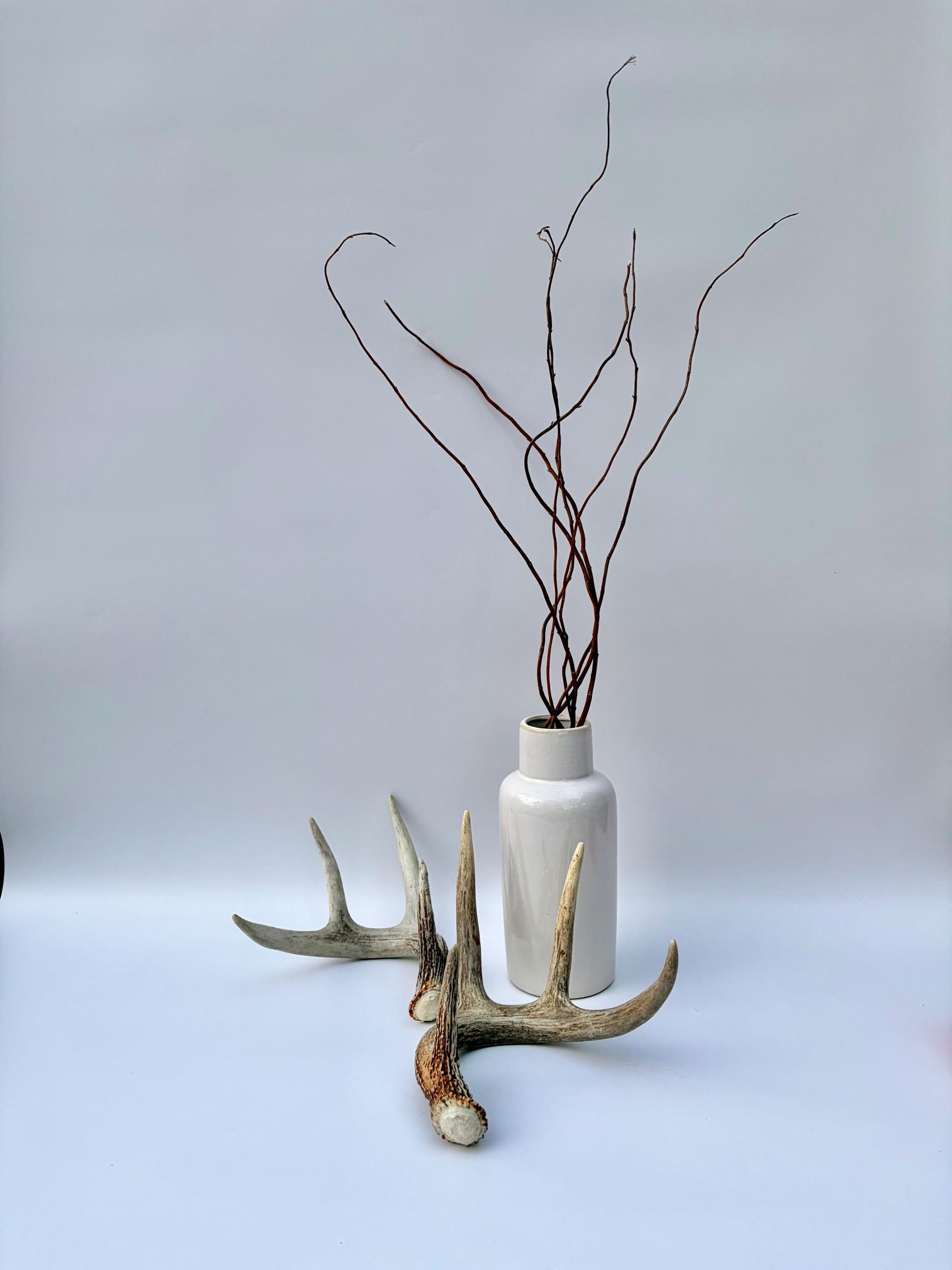 Matched White-Tailed Deer Antlers: Freshly Shed, small 8-Point set.