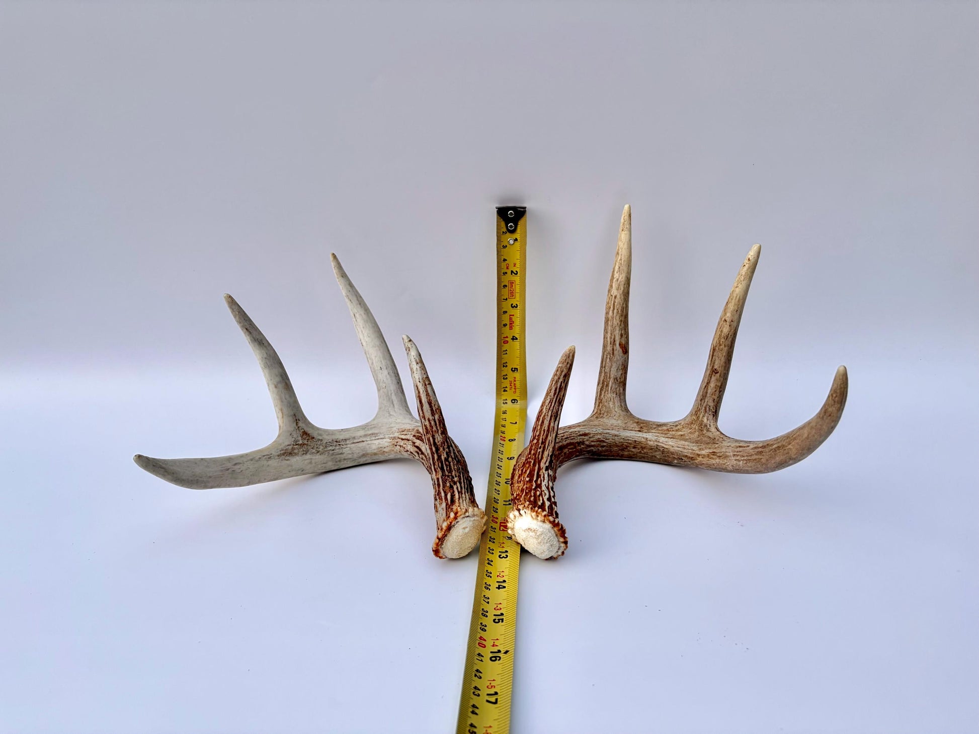 Matched White-Tailed Deer Antlers: Freshly Shed, small 8-Point set.