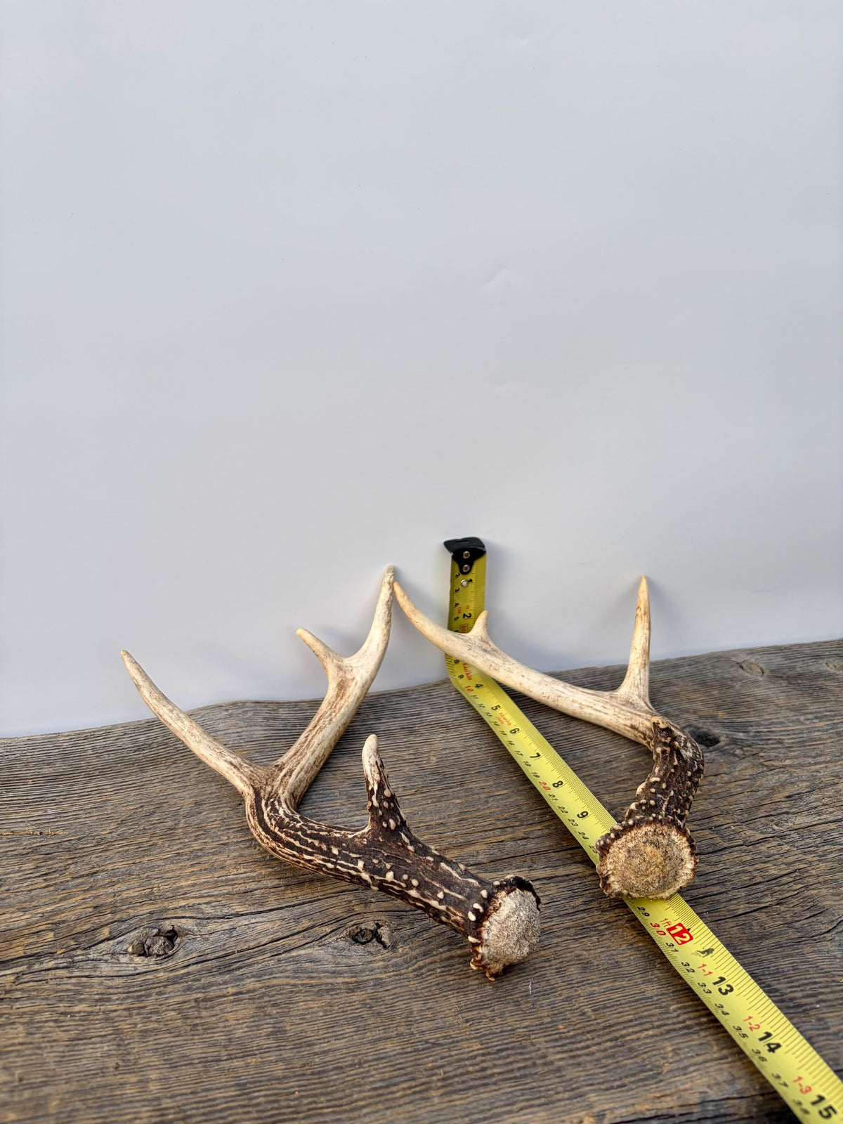Deer Antlers - Small White-tailed Deer Matching set. Canadian Buck. Crafting and Decor Antlers