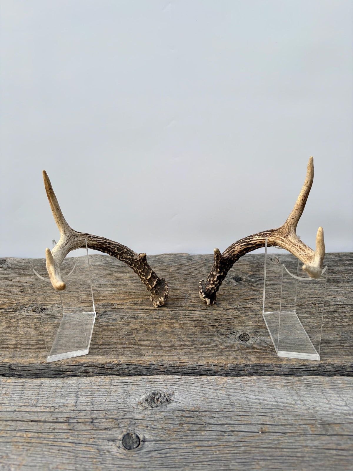 Deer Antlers - Small White-tailed Deer Matching set. Canadian Buck. Crafting and Decor Antlers