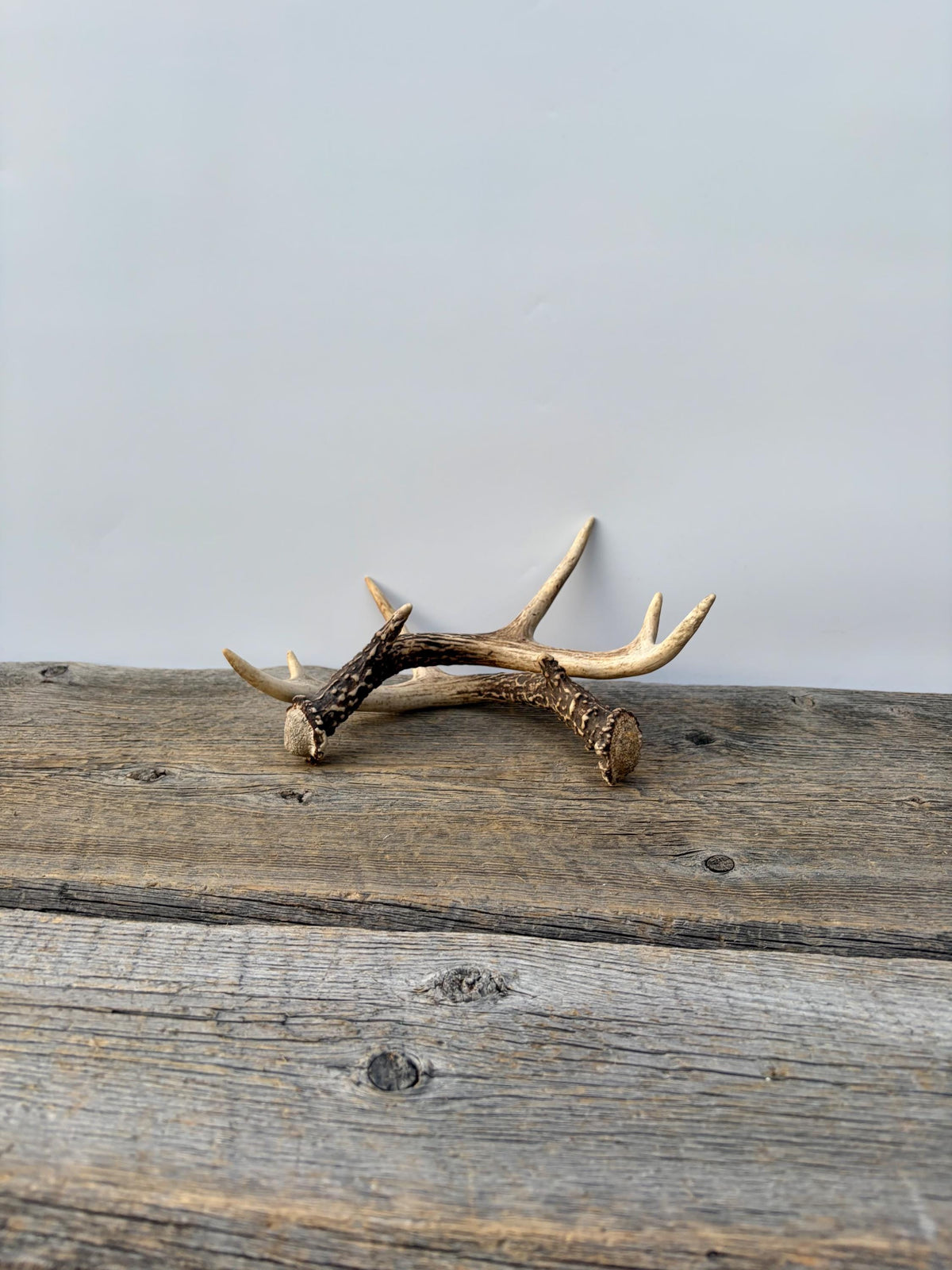 Deer Antlers - Small White-tailed Deer Matching set. Canadian Buck. Crafting and Decor Antlers
