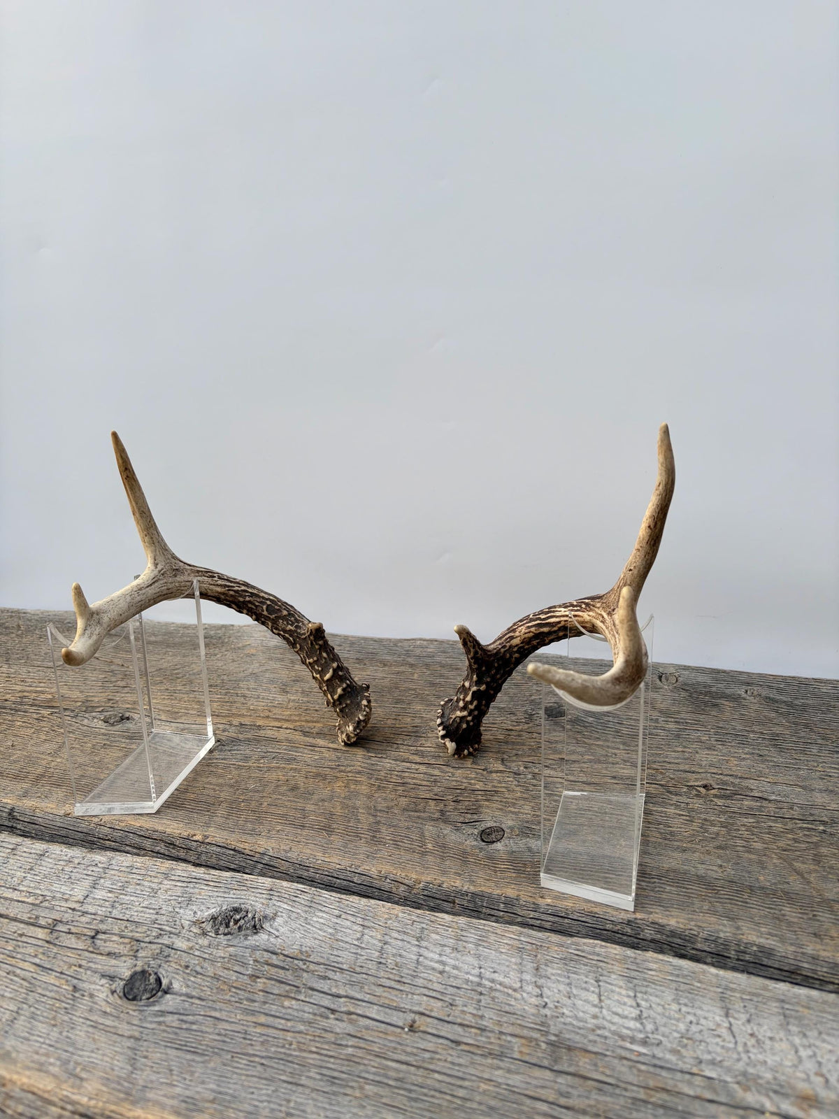 Deer Antlers - Small White-tailed Deer Matching set. Canadian Buck. Crafting and Decor Antlers