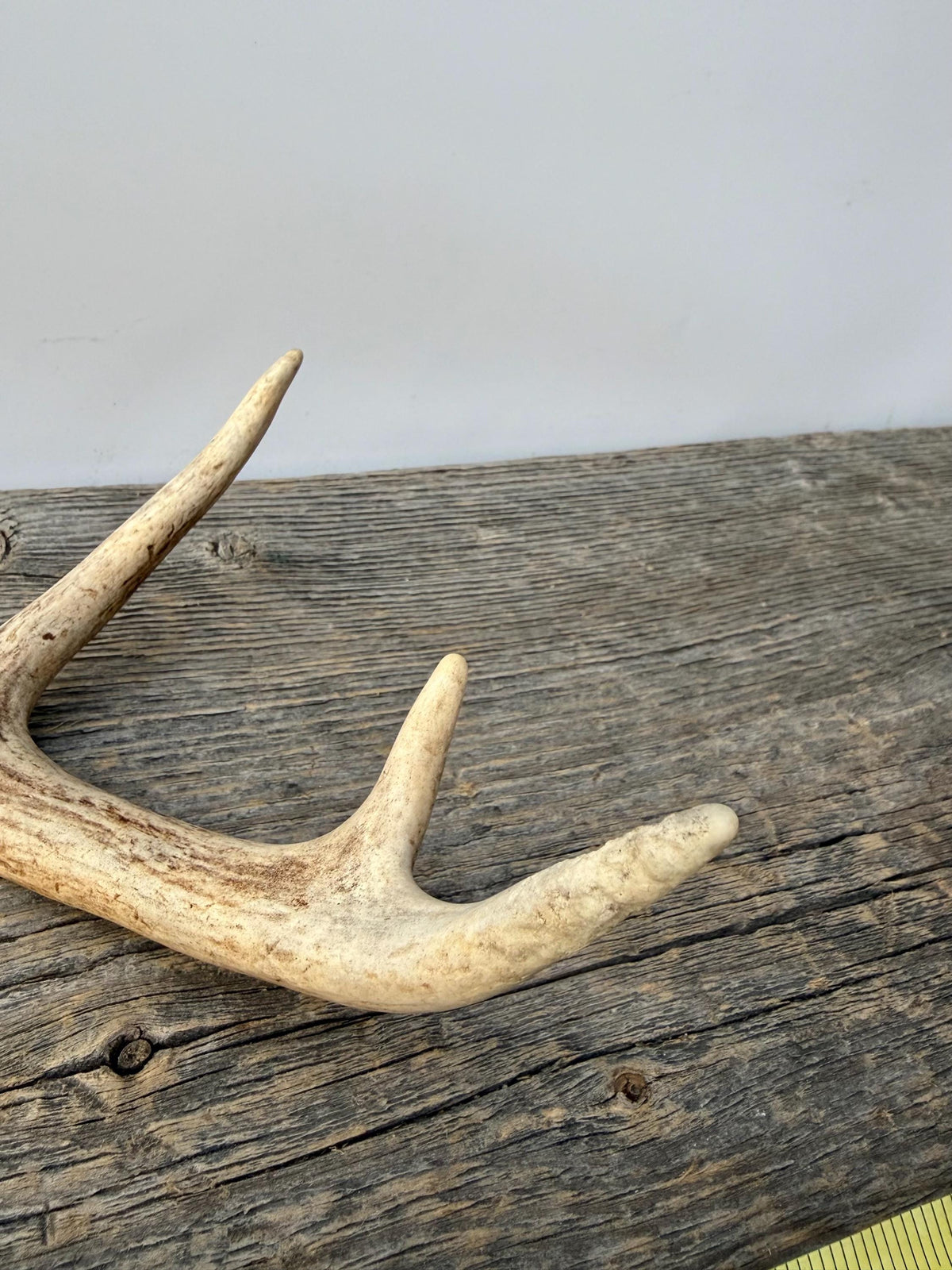 Deer Antlers - Small White-tailed Deer Matching set. Canadian Buck. Crafting and Decor Antlers