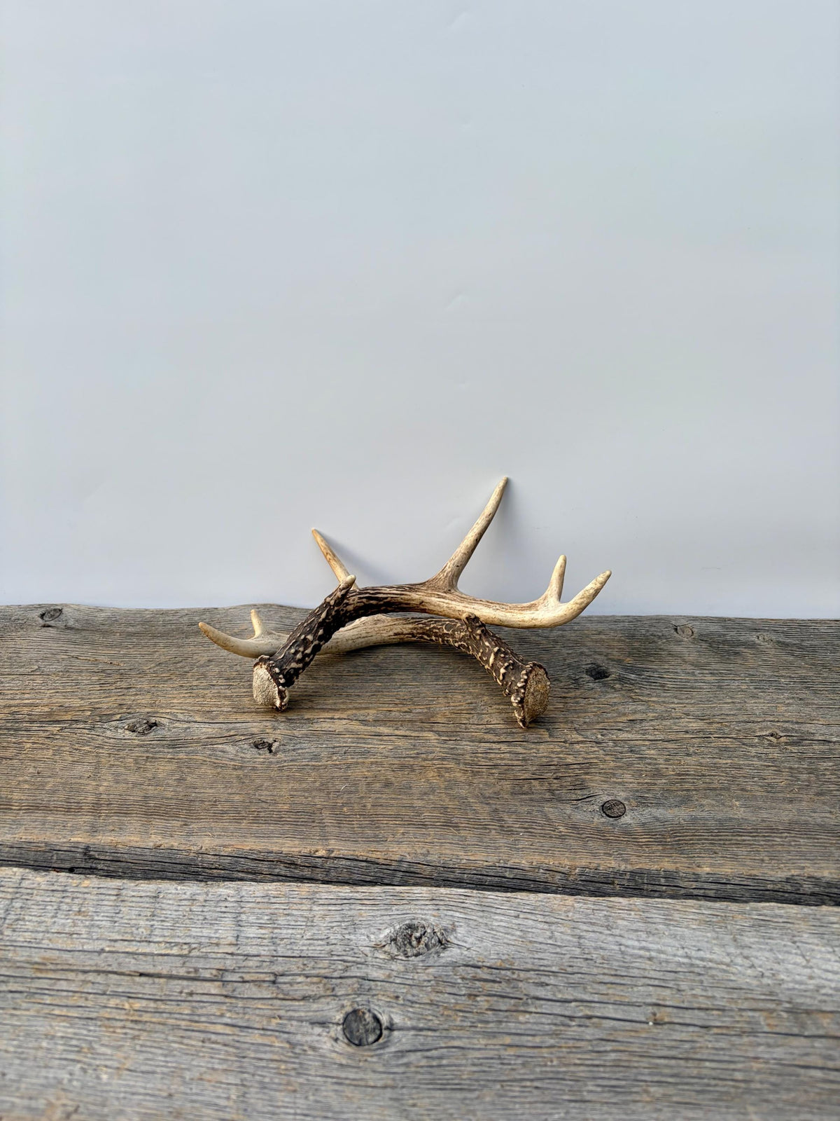 Deer Antlers - Small White-tailed Deer Matching set. Canadian Buck. Crafting and Decor Antlers
