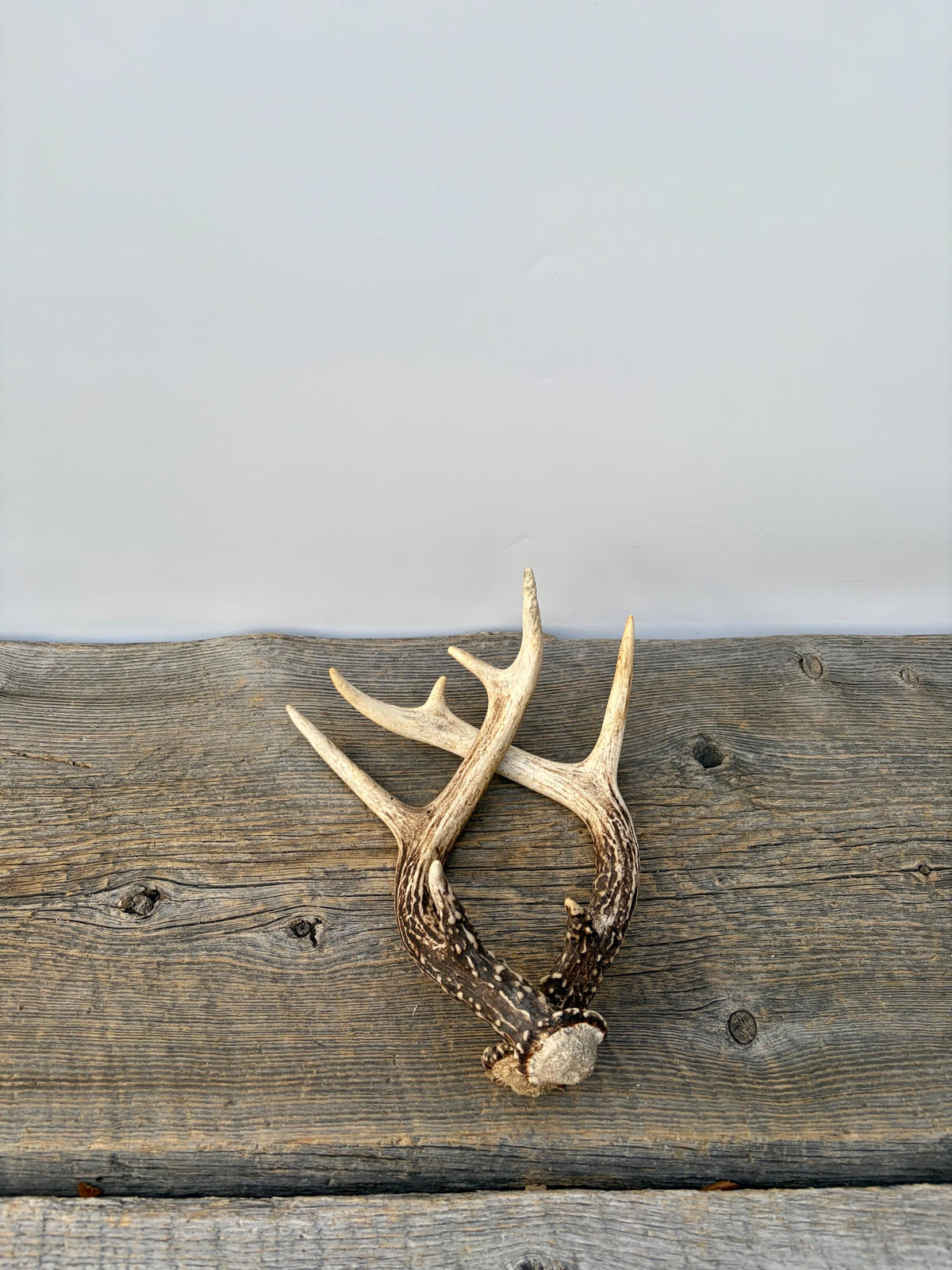 Deer Antlers - Small White-tailed Deer Matching set. Canadian Buck. Crafting and Decor Antlers