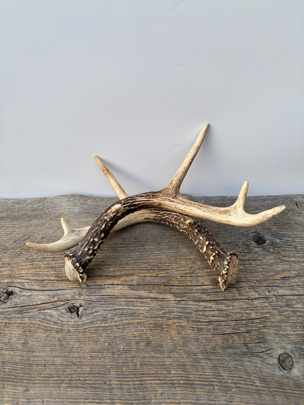 Deer Antlers - Small White-tailed Deer Matching set. Canadian Buck. Crafting and Decor Antlers